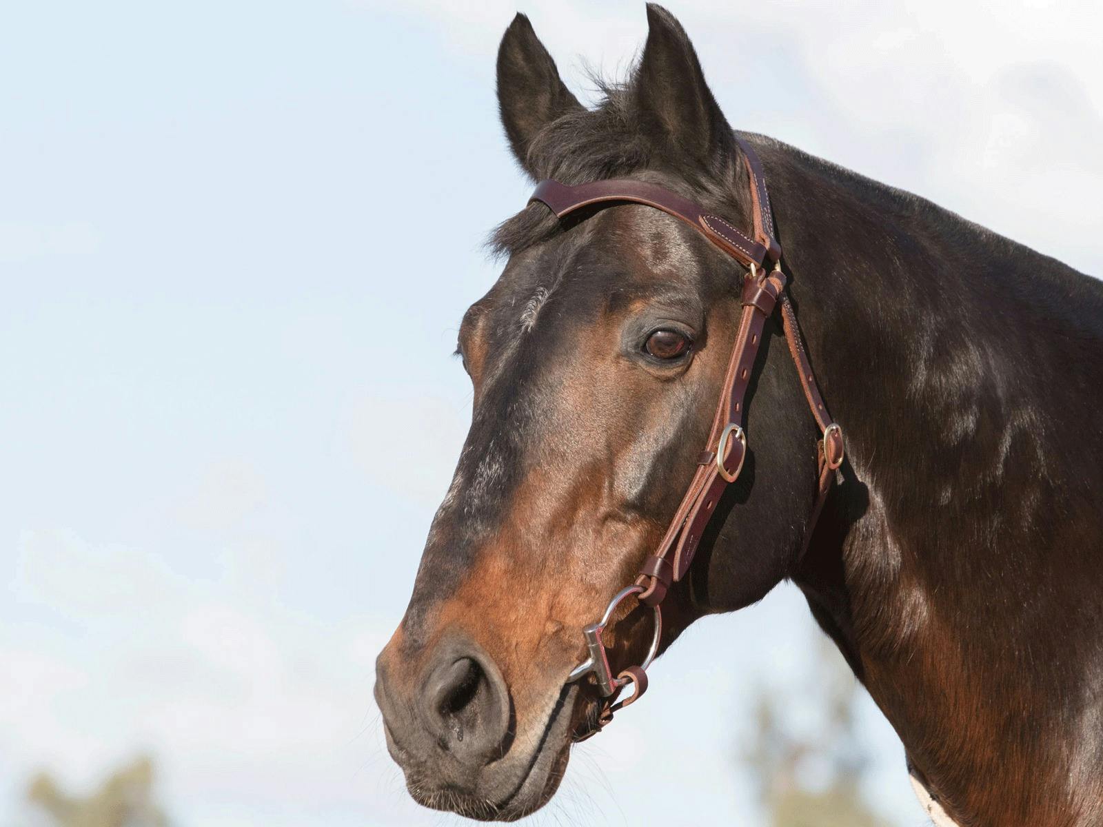 Angus Barrett Saddlery and Leather Goods