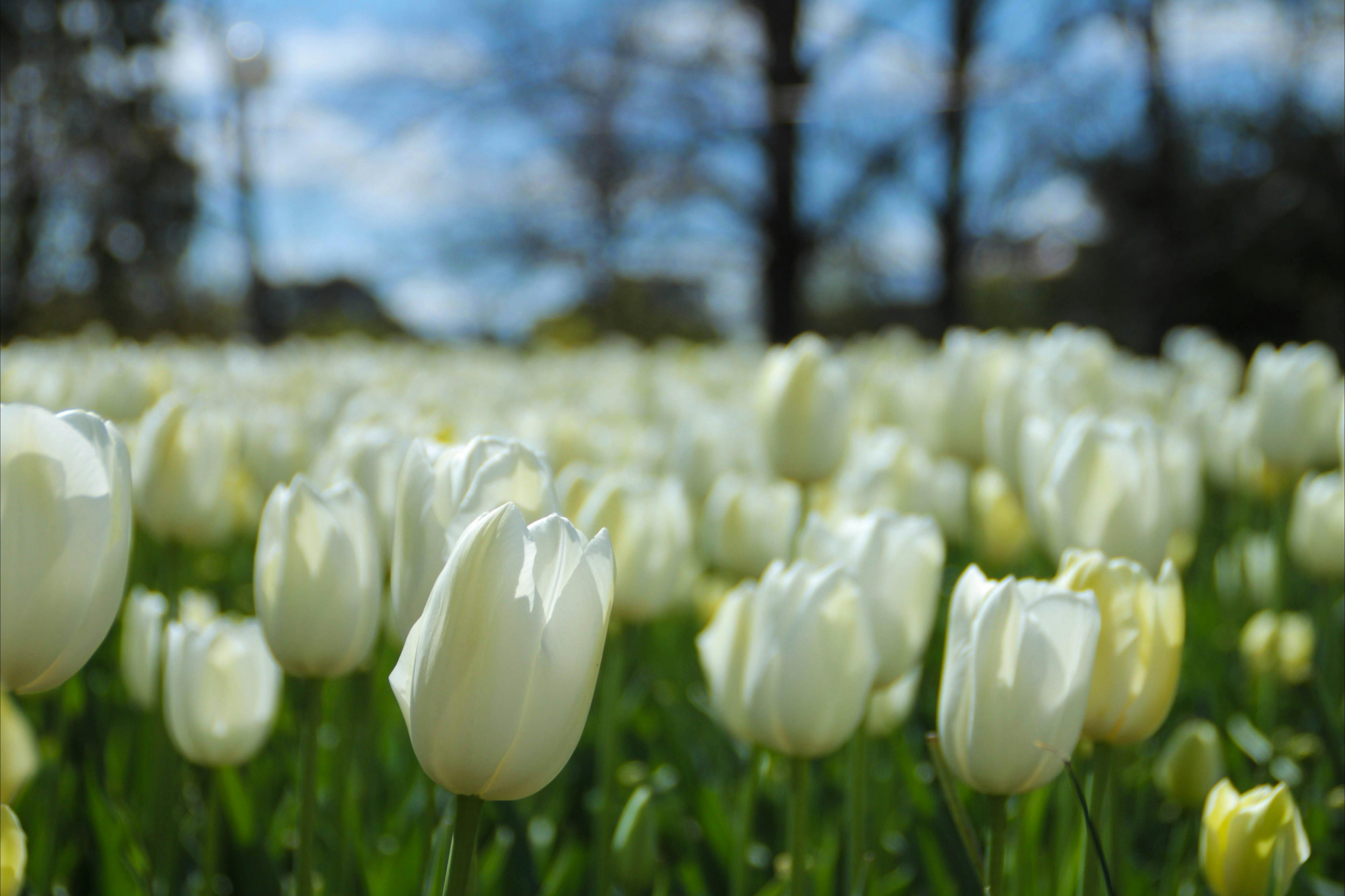 Tulips at Floriade