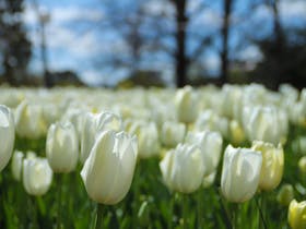 Tulips at Floriade