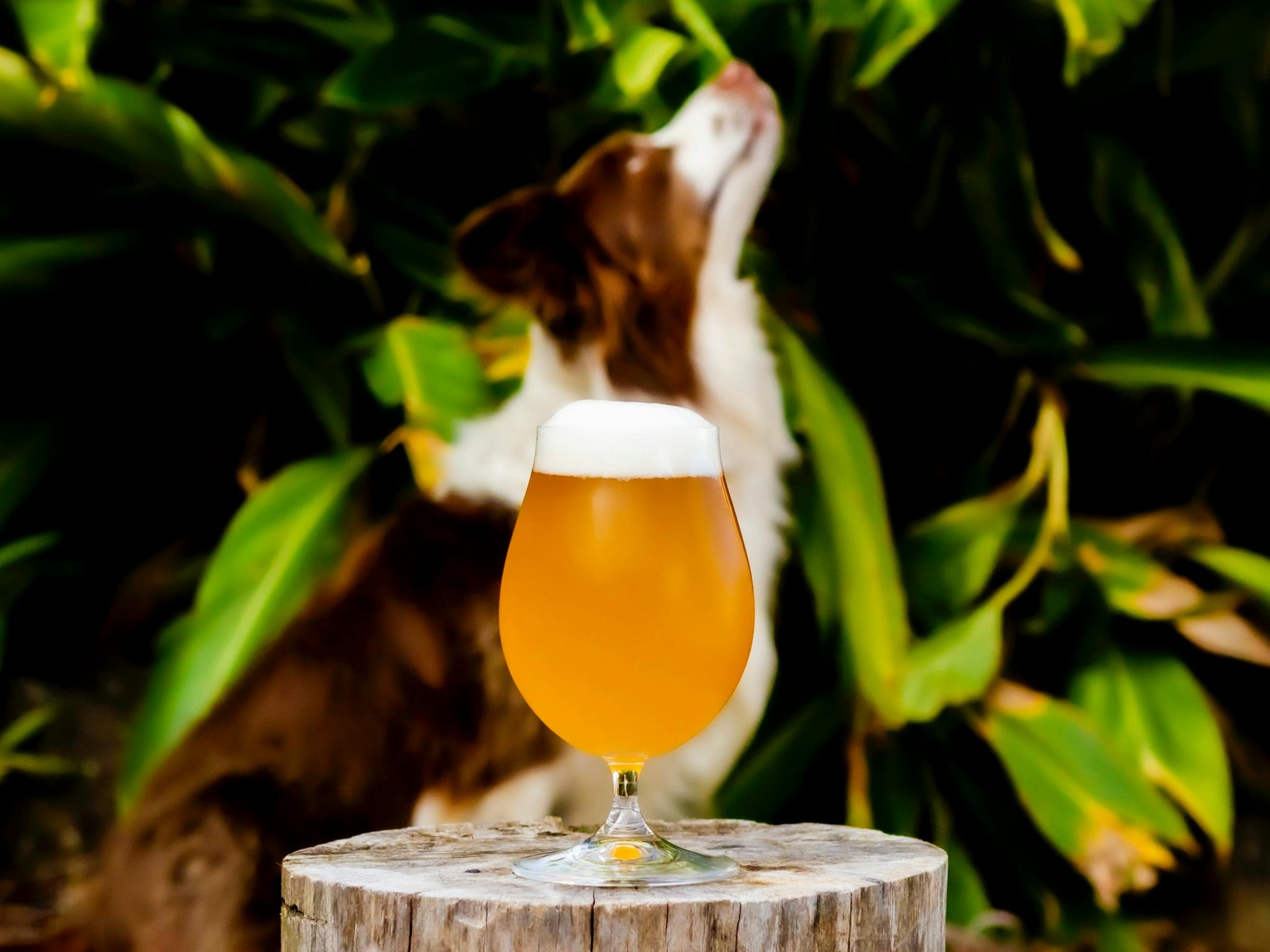 A dog sits behind a nicely poured up beer