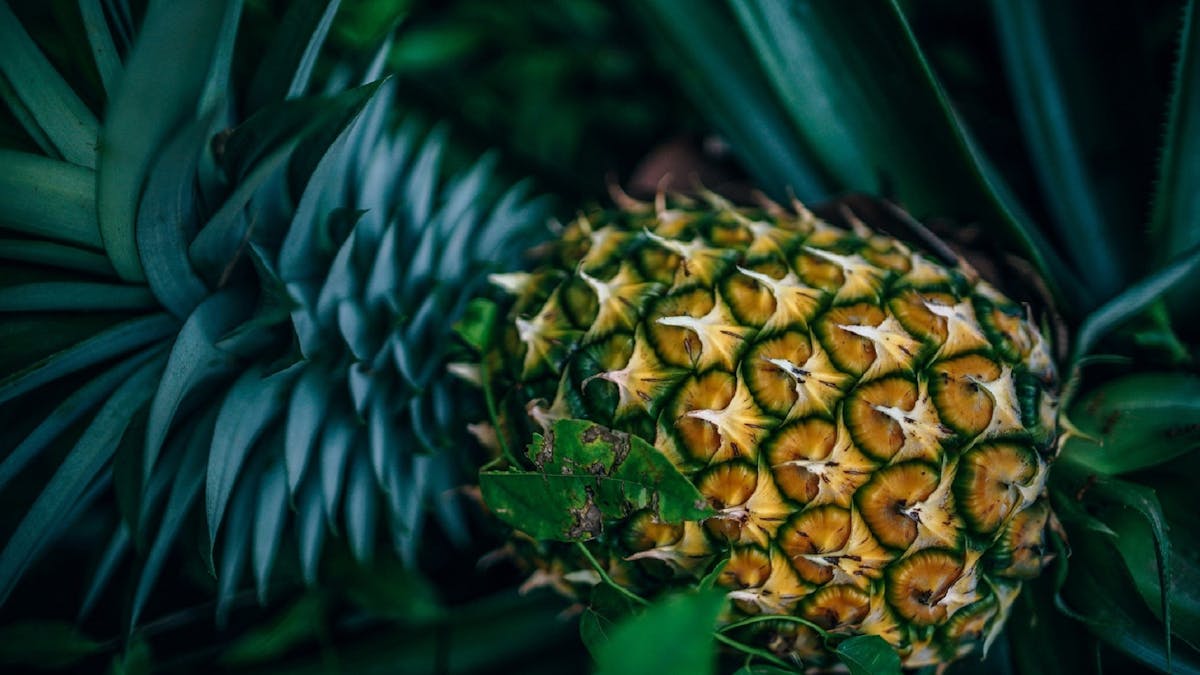 Pineapple