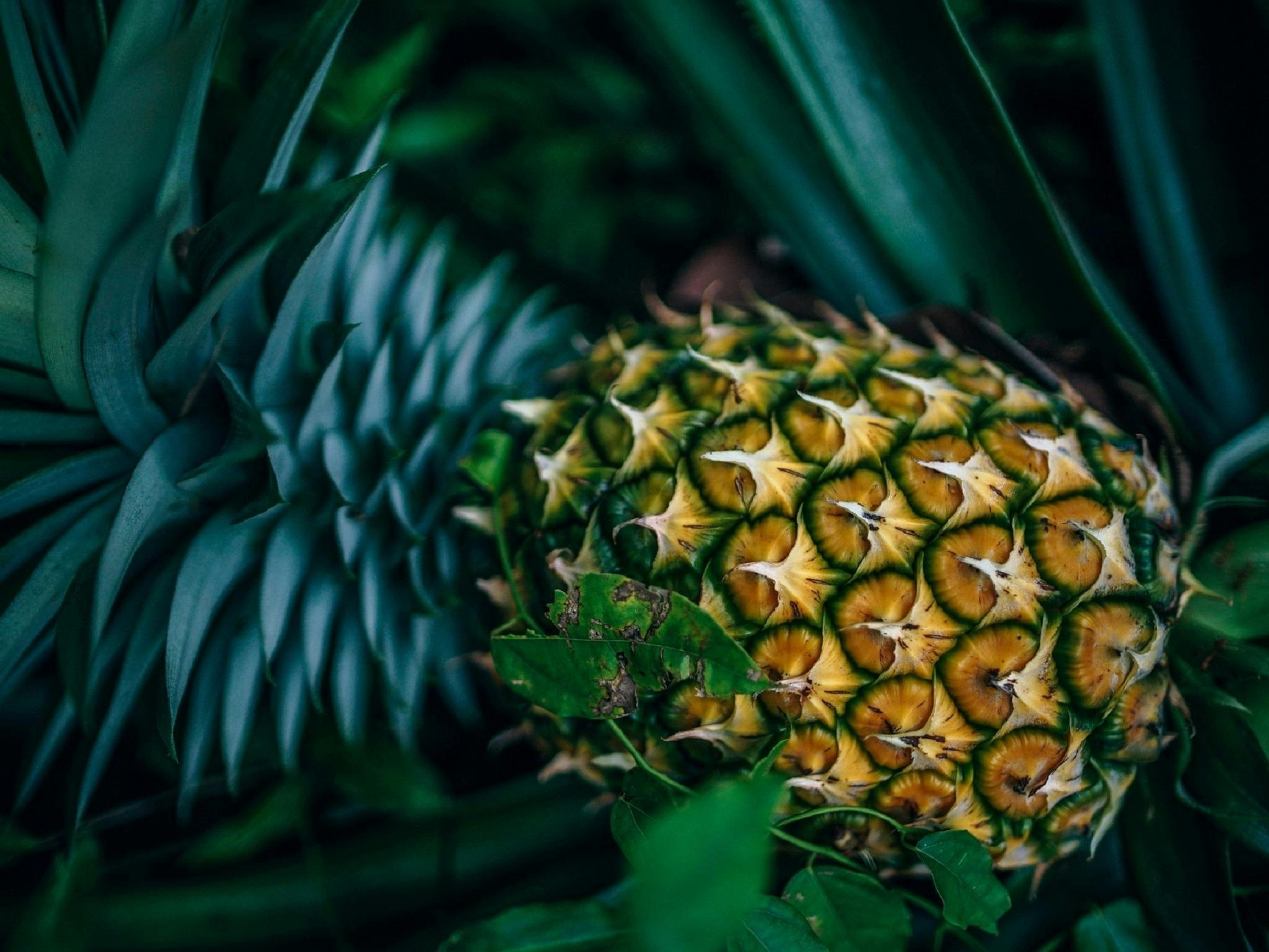 Pineapple Pineapple