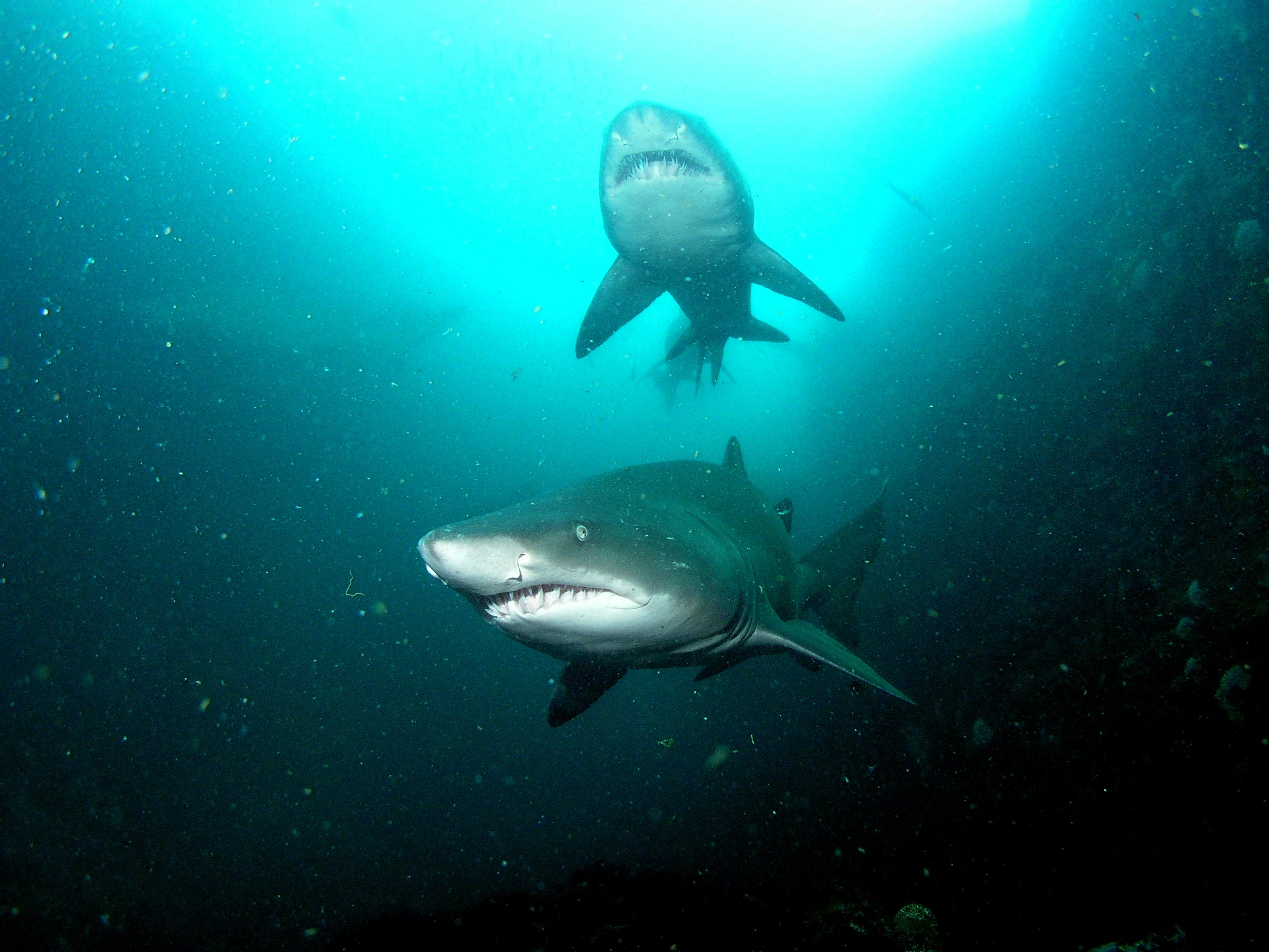 Two GreyNurse Sharks underwater, cruising through dark gutters. They are sleek and long