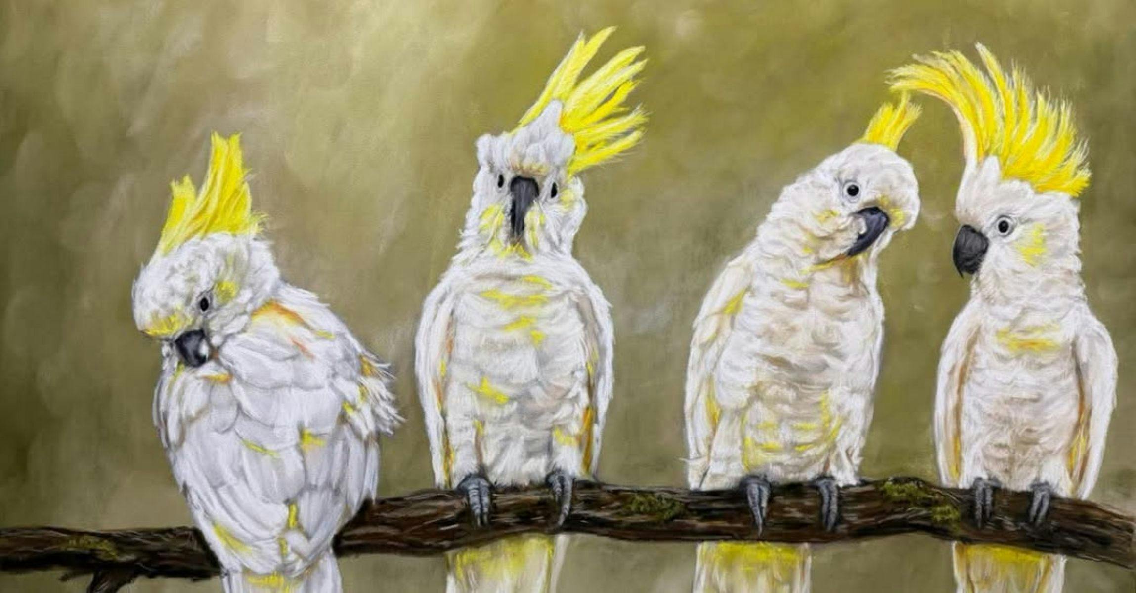 Sulphur Crested Cockatoos