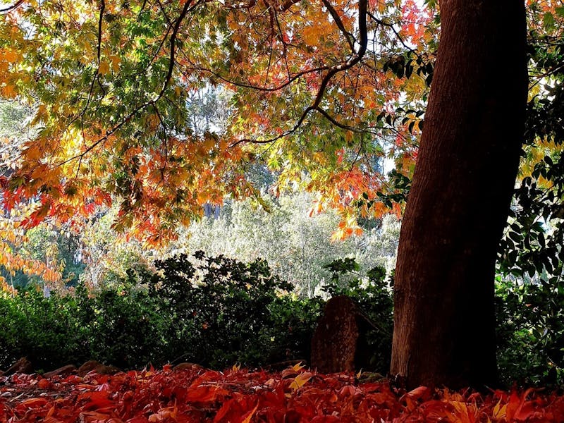 Image for Autumn Spectacular