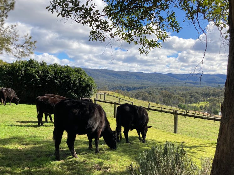 Our cows love our guests