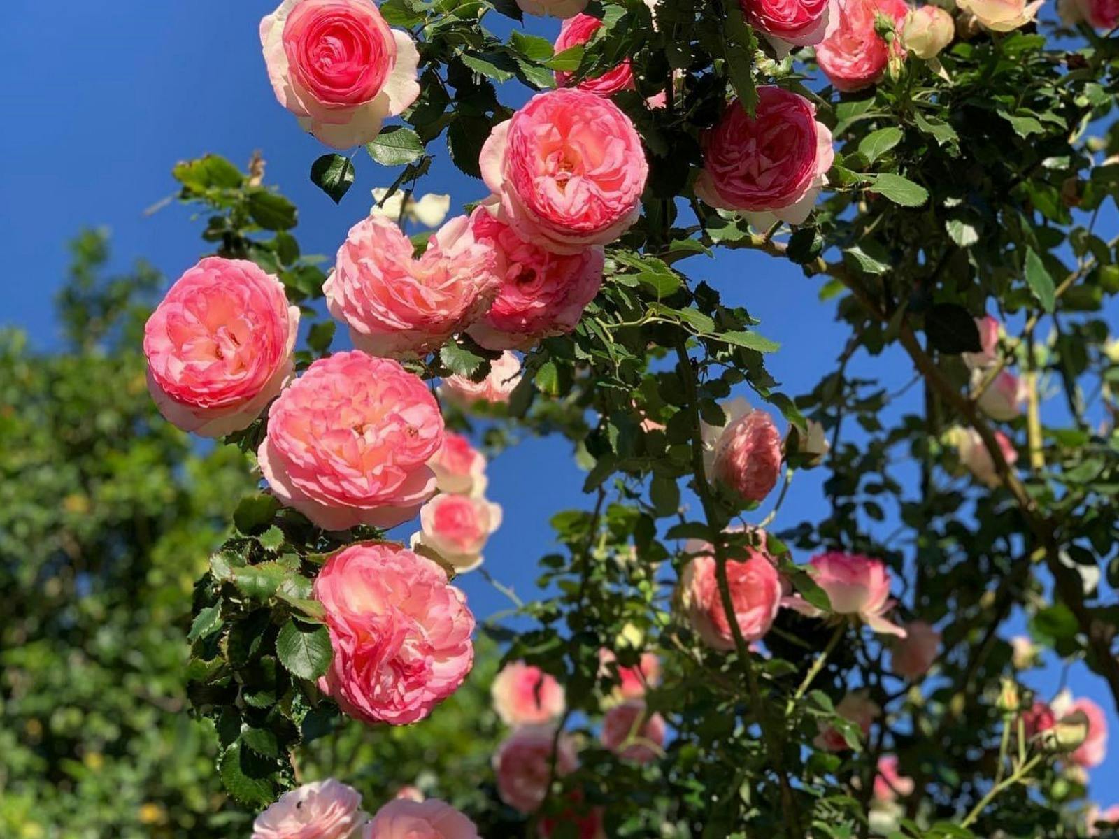 Roses, this seasons colours