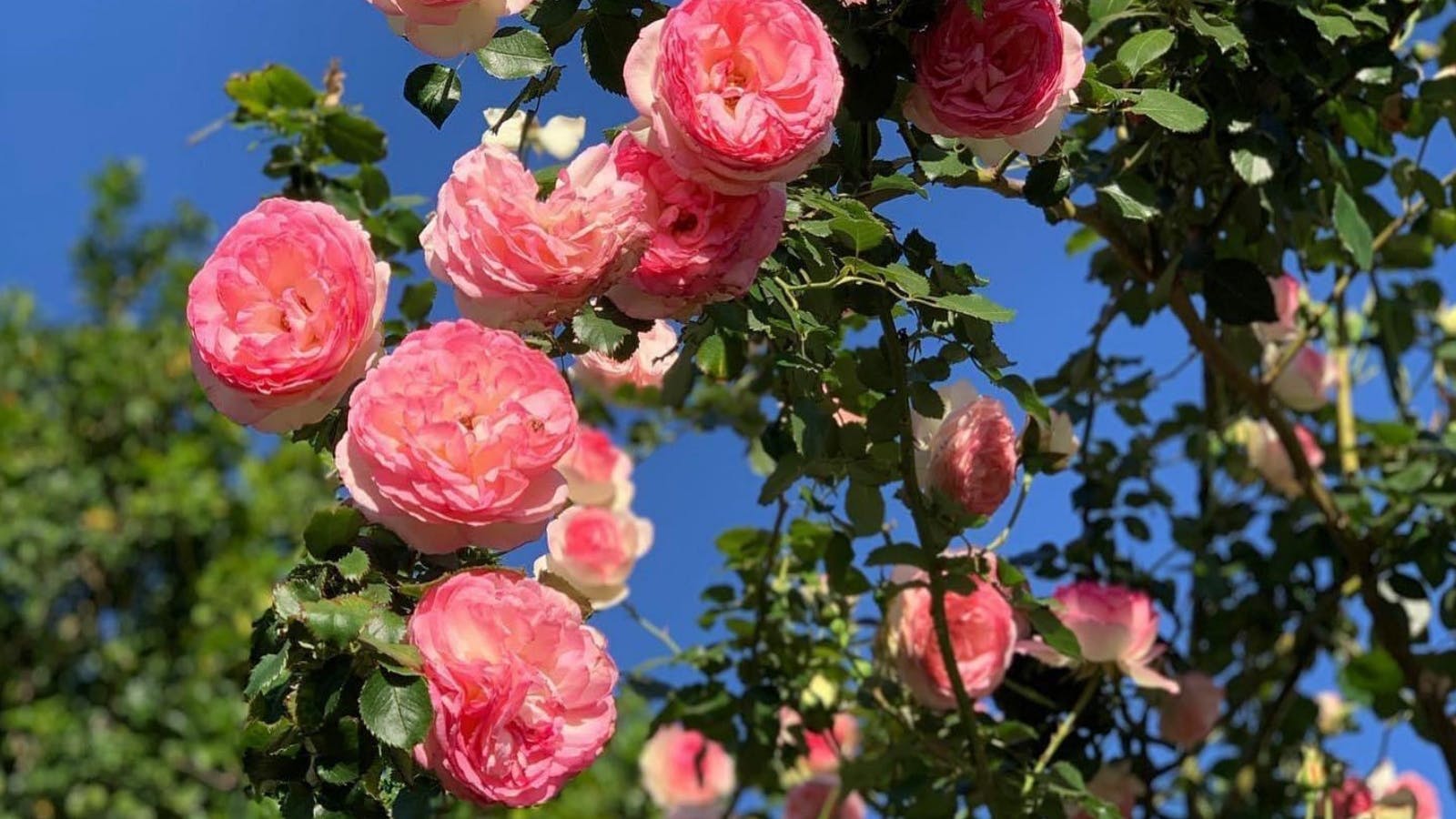 Heritage Gardens Nursery