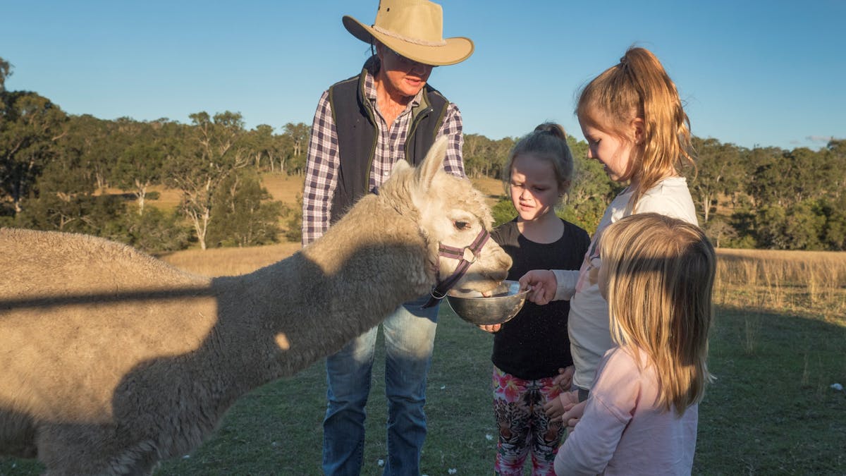 Alpaca Rascal