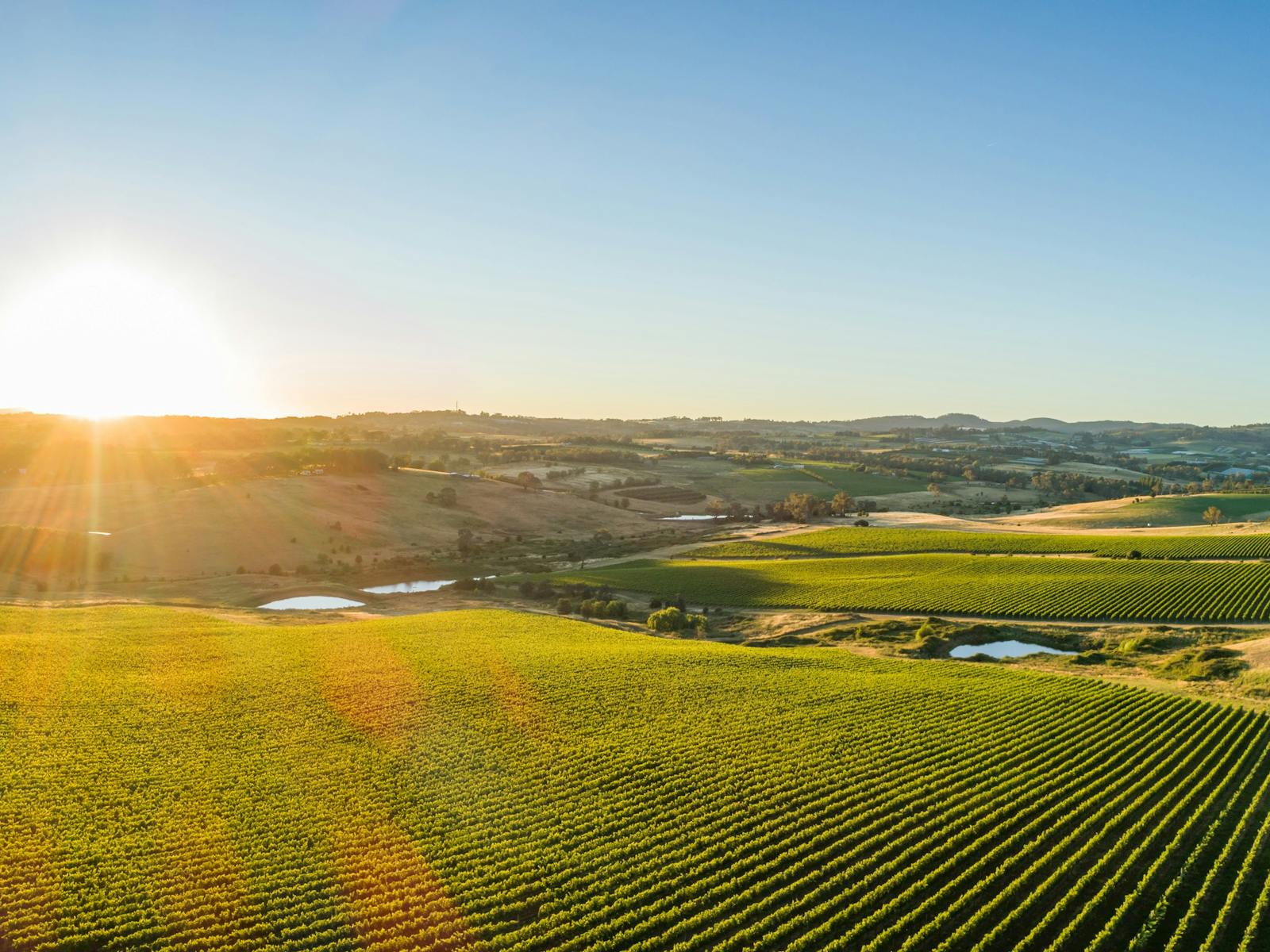 Image for Wine and Food at Altitude