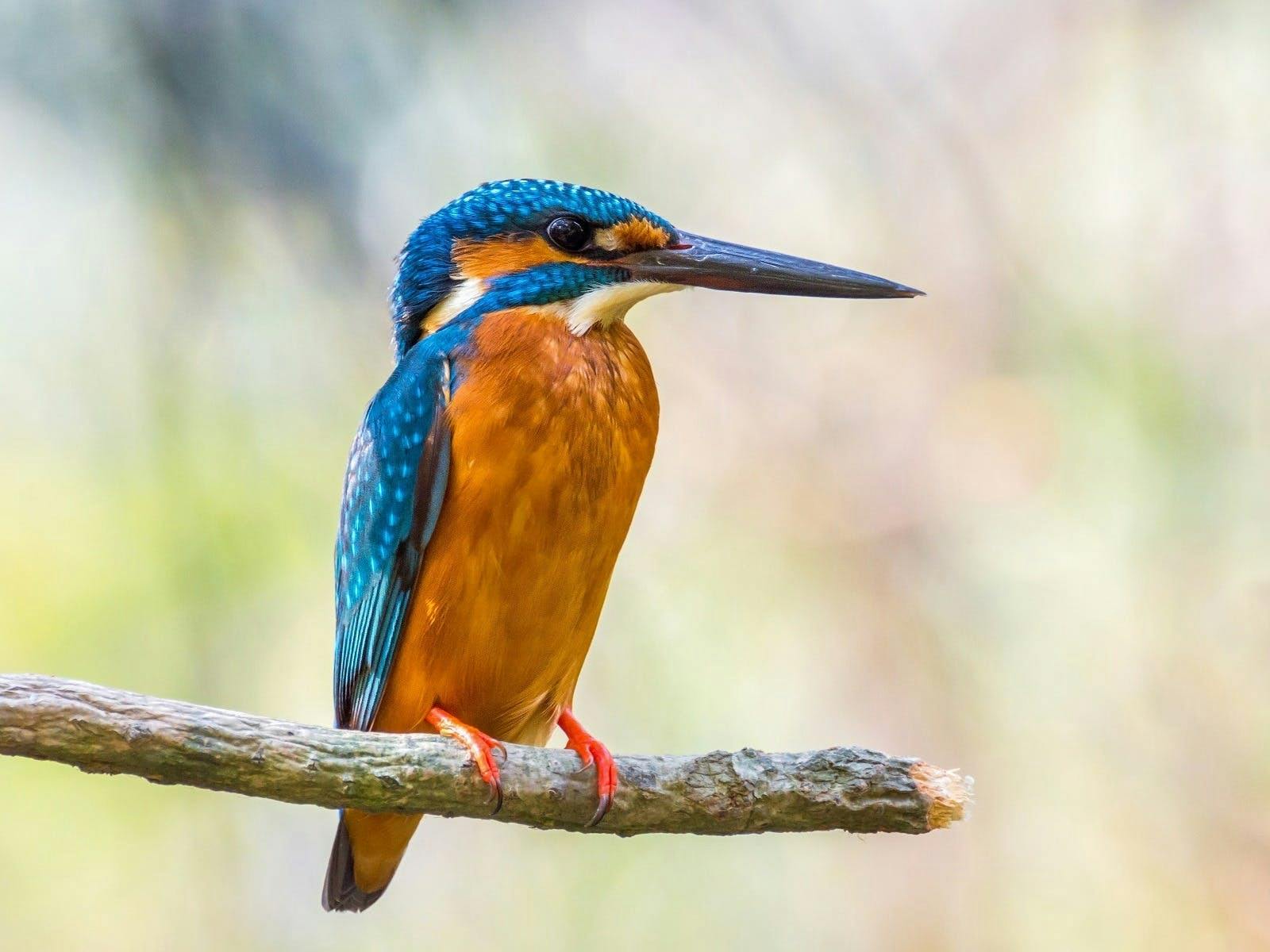 Kingfisher Boyters Lane Bird Hide Macleay Valley Coast NSW