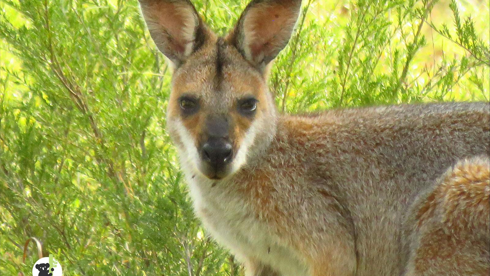 Red necked wallaby