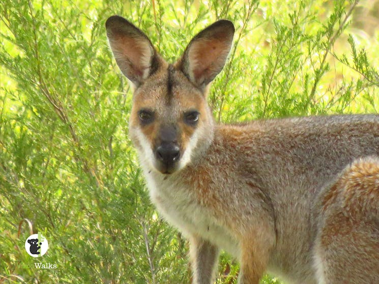 Red necked wallaby