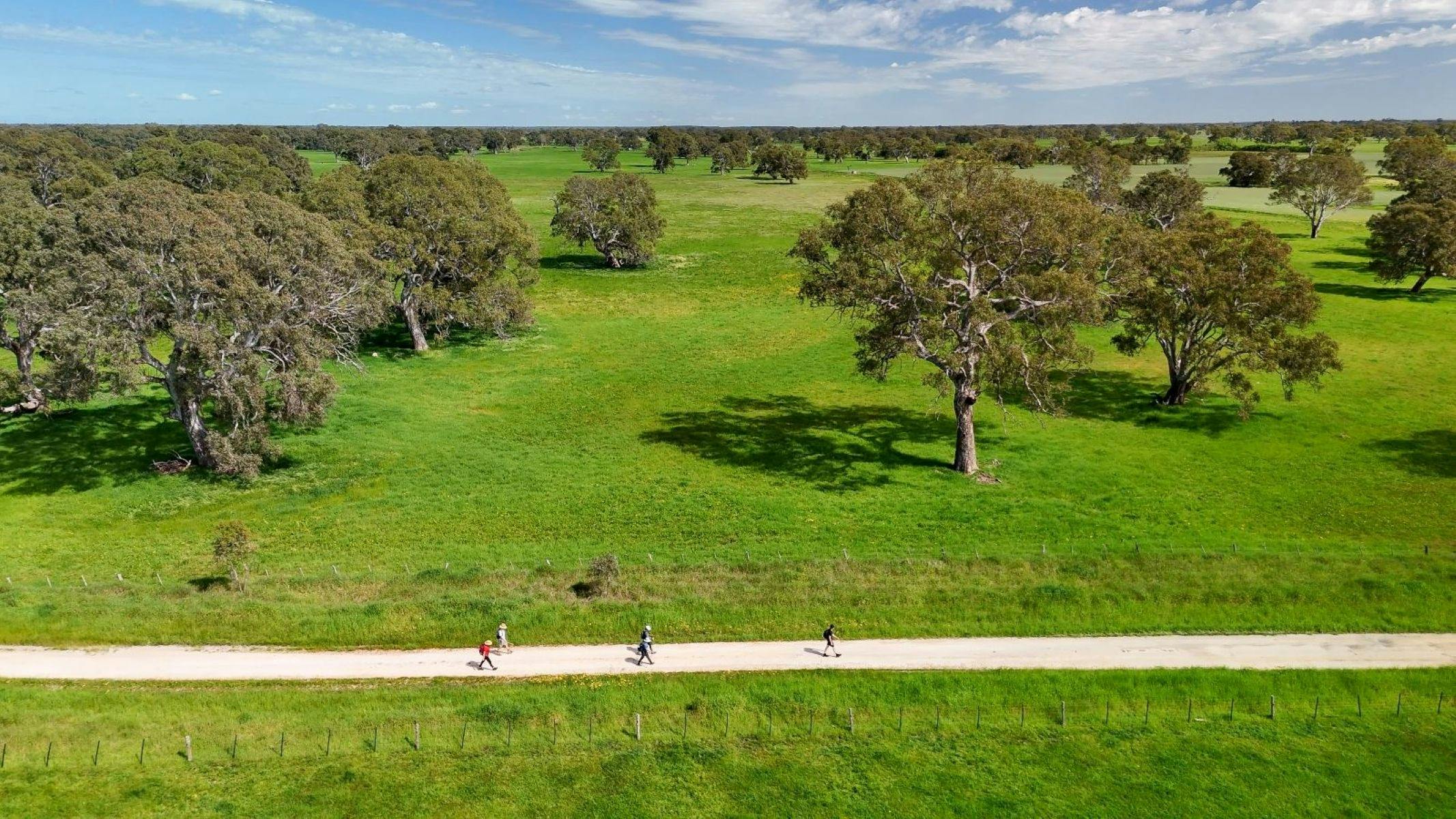 Aussie Camino - pilgrims walking limestone road