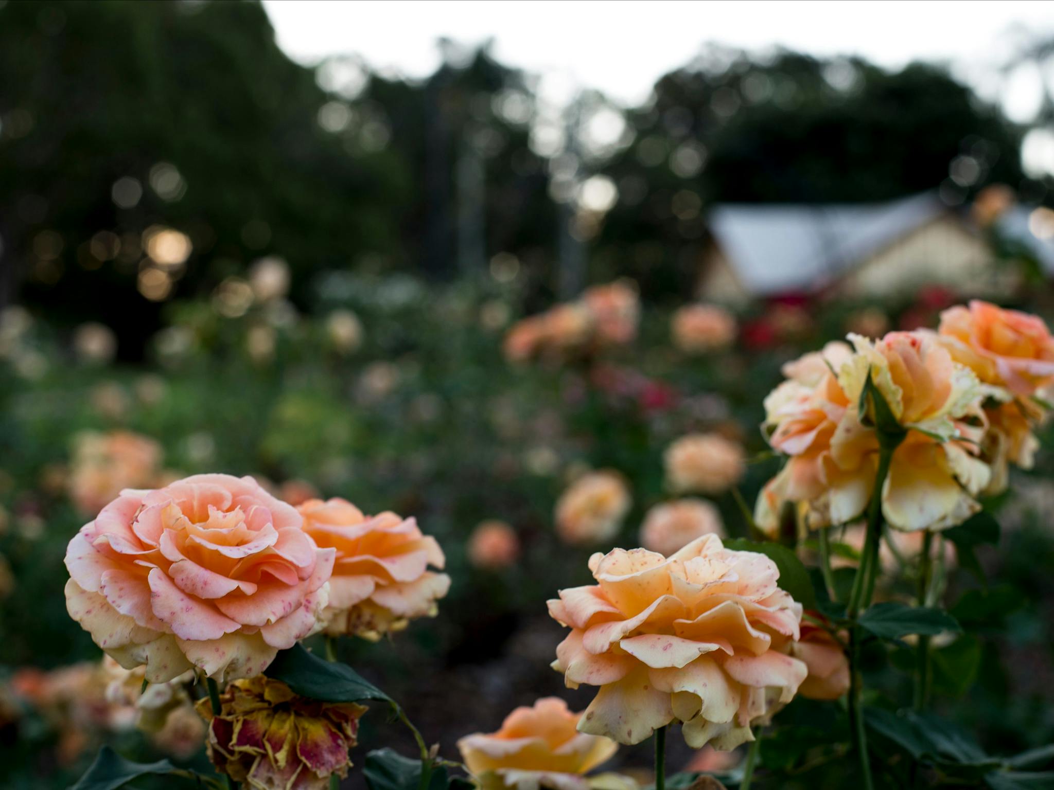 Newtown Rose Garden