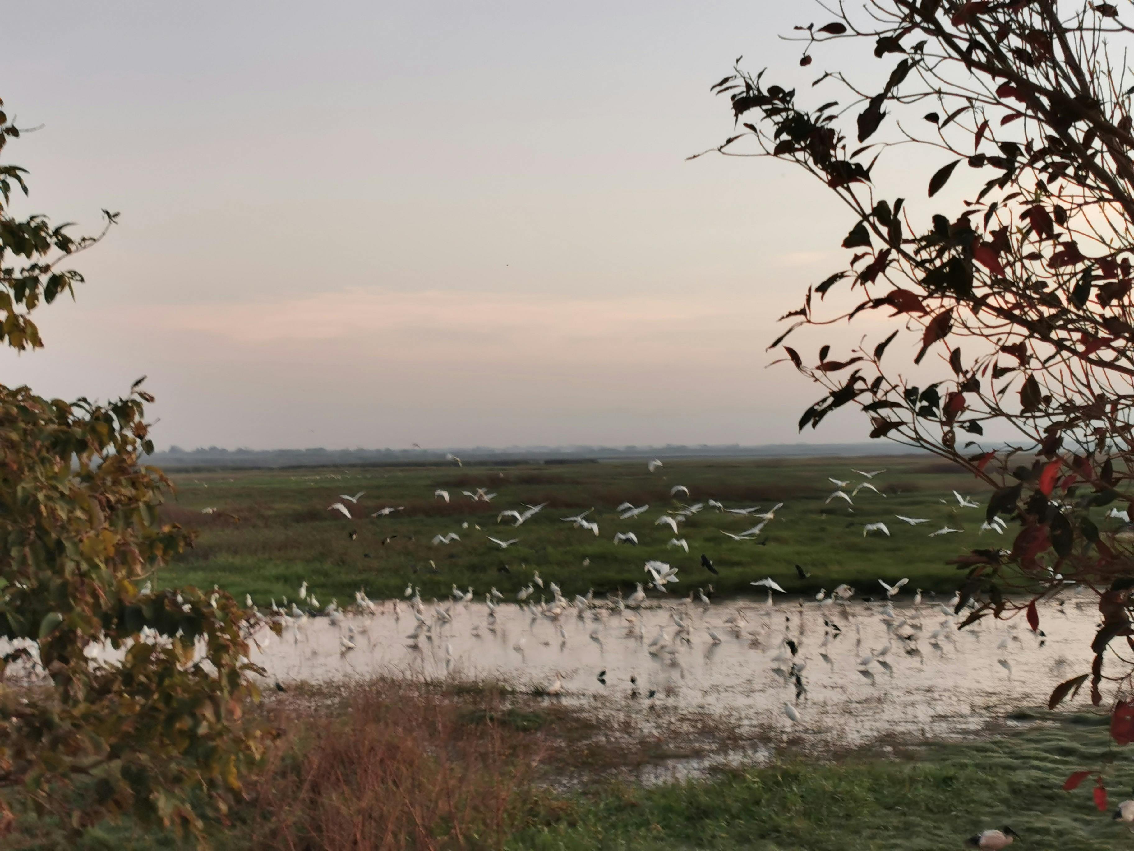 extended bird life at Fogg Dam