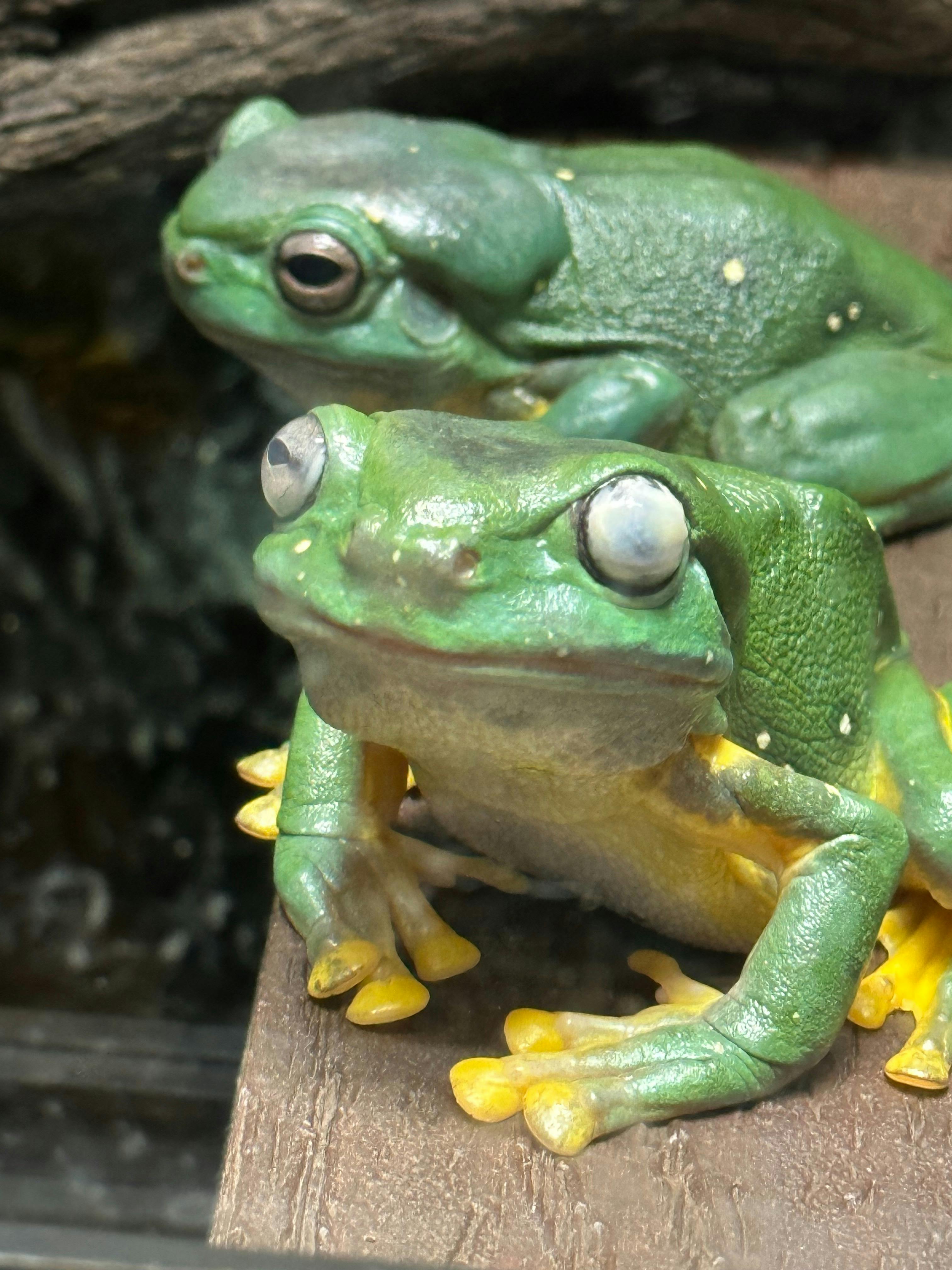 Green Frog