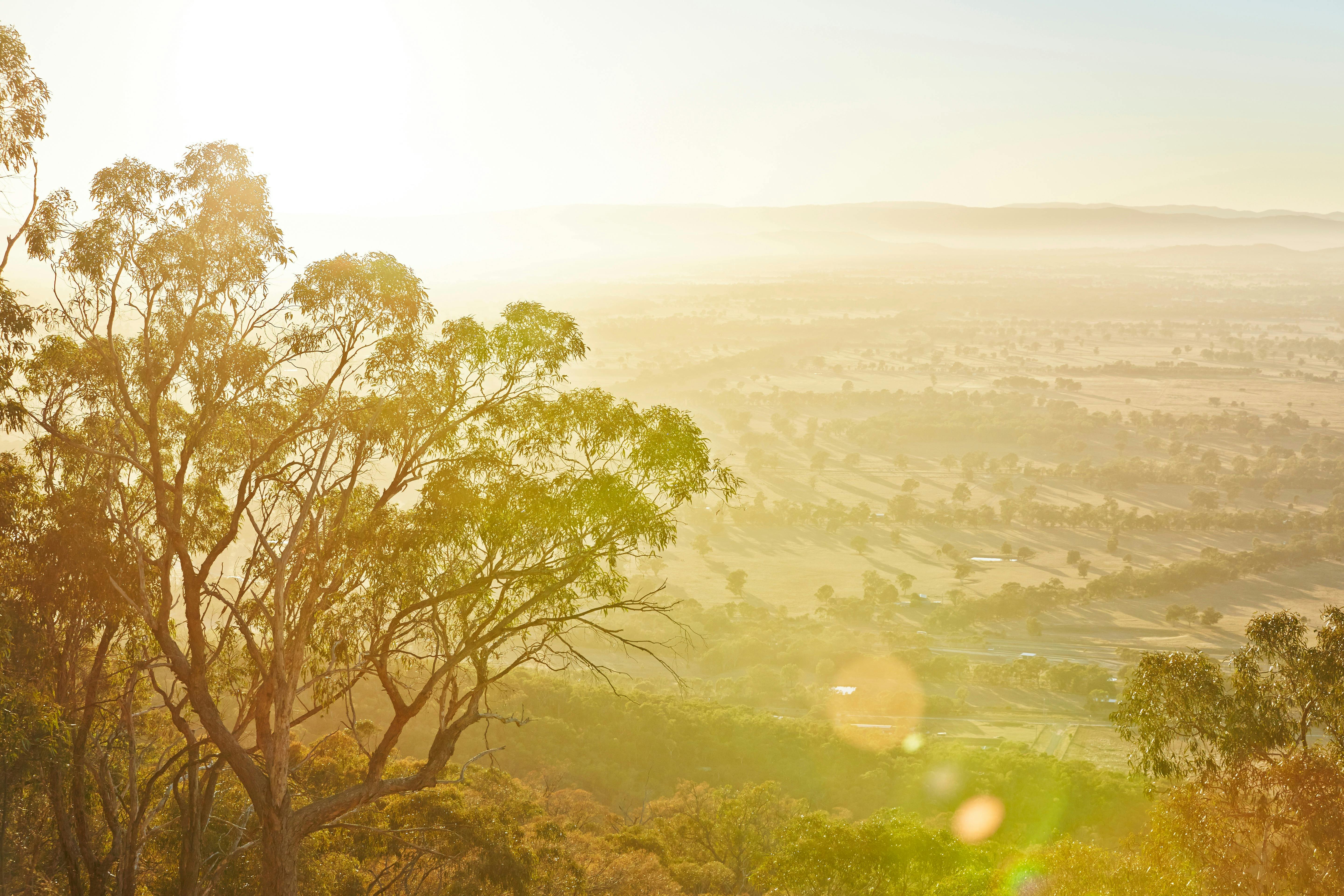 sunny day, trees with distant trees and paddock, view towards ovens valley and Mt Buffalo