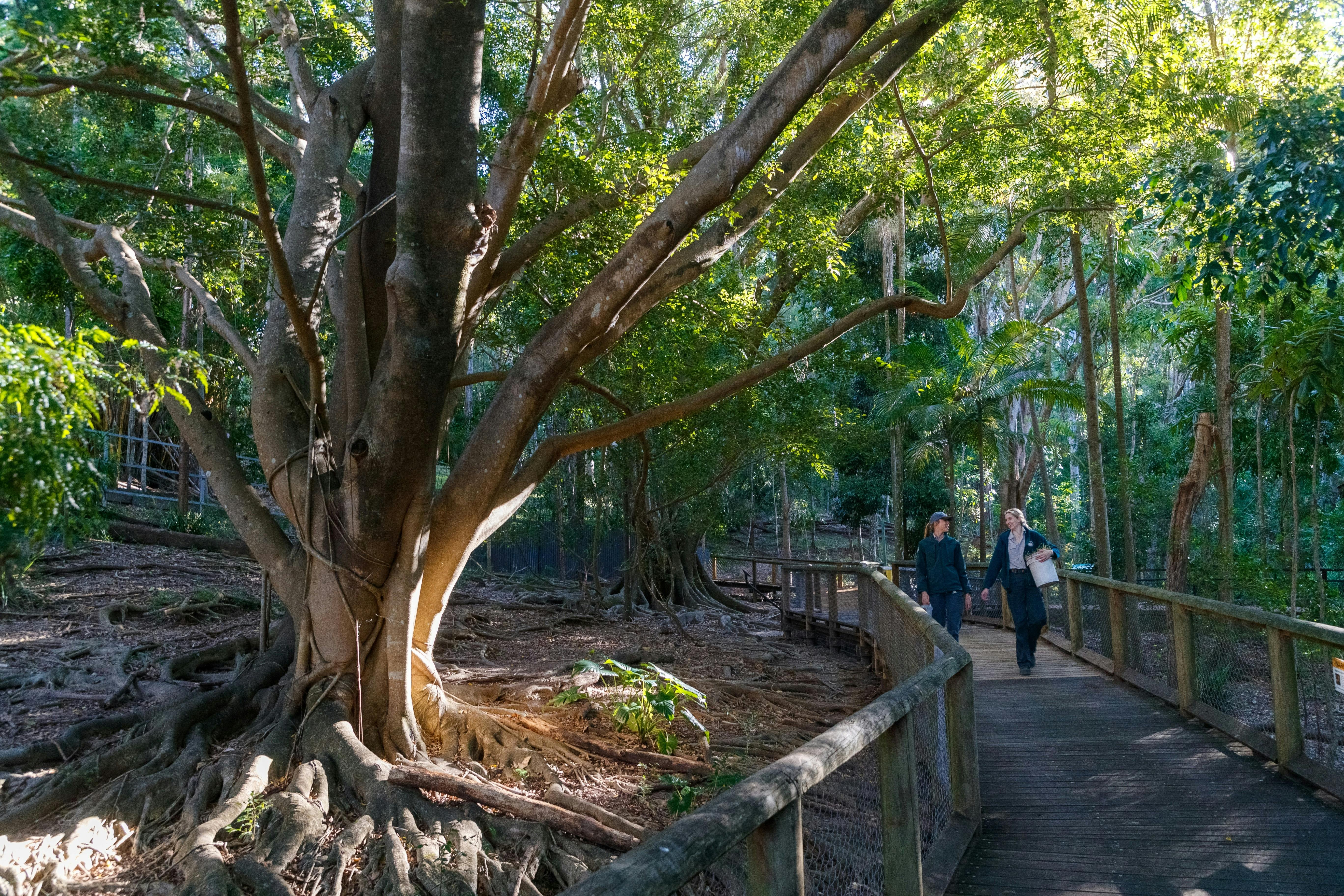 Visitors explore a rainforest boardwalk beneath towering fig trees.