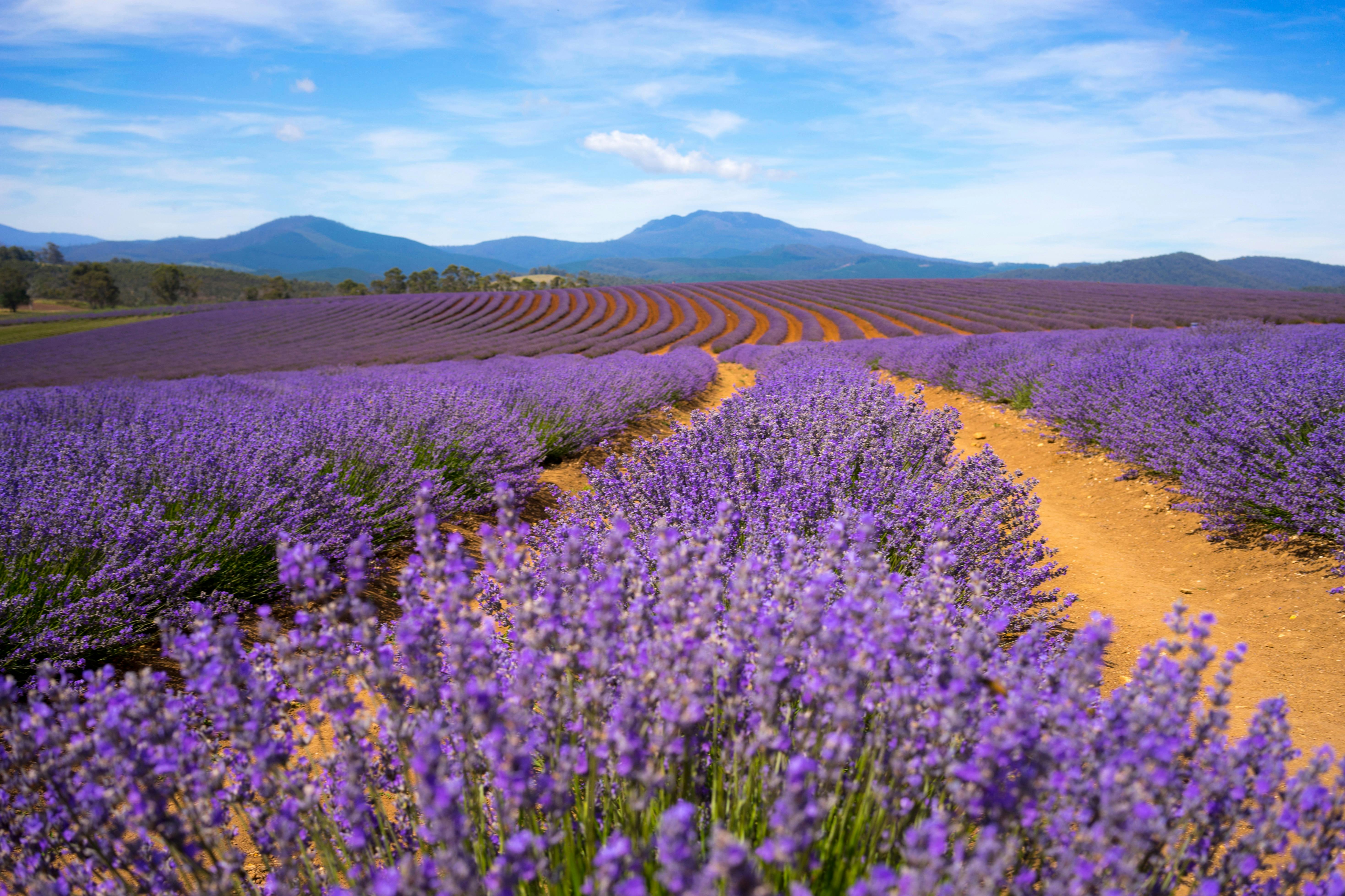 Field of lavender