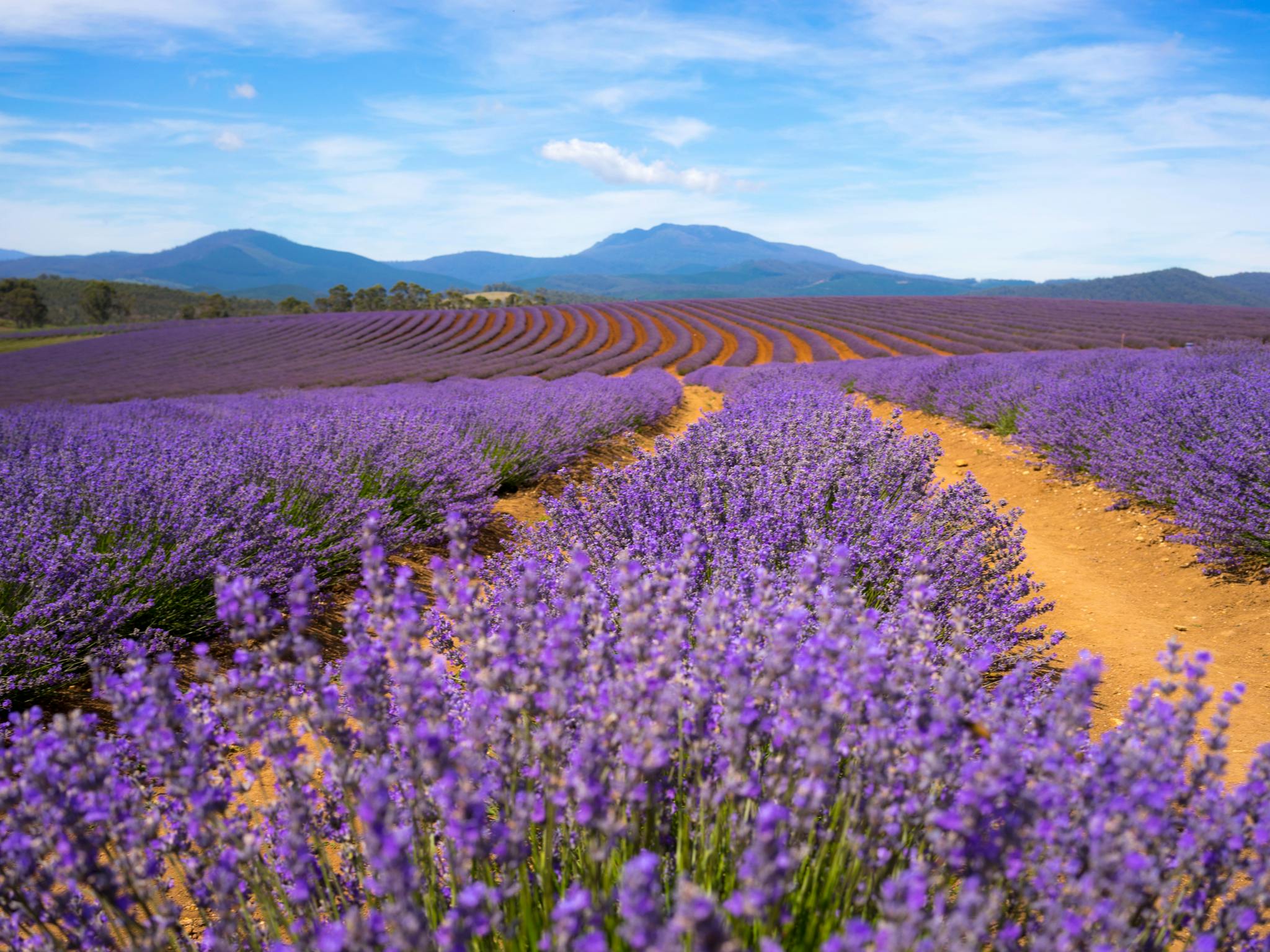 Field of lavender