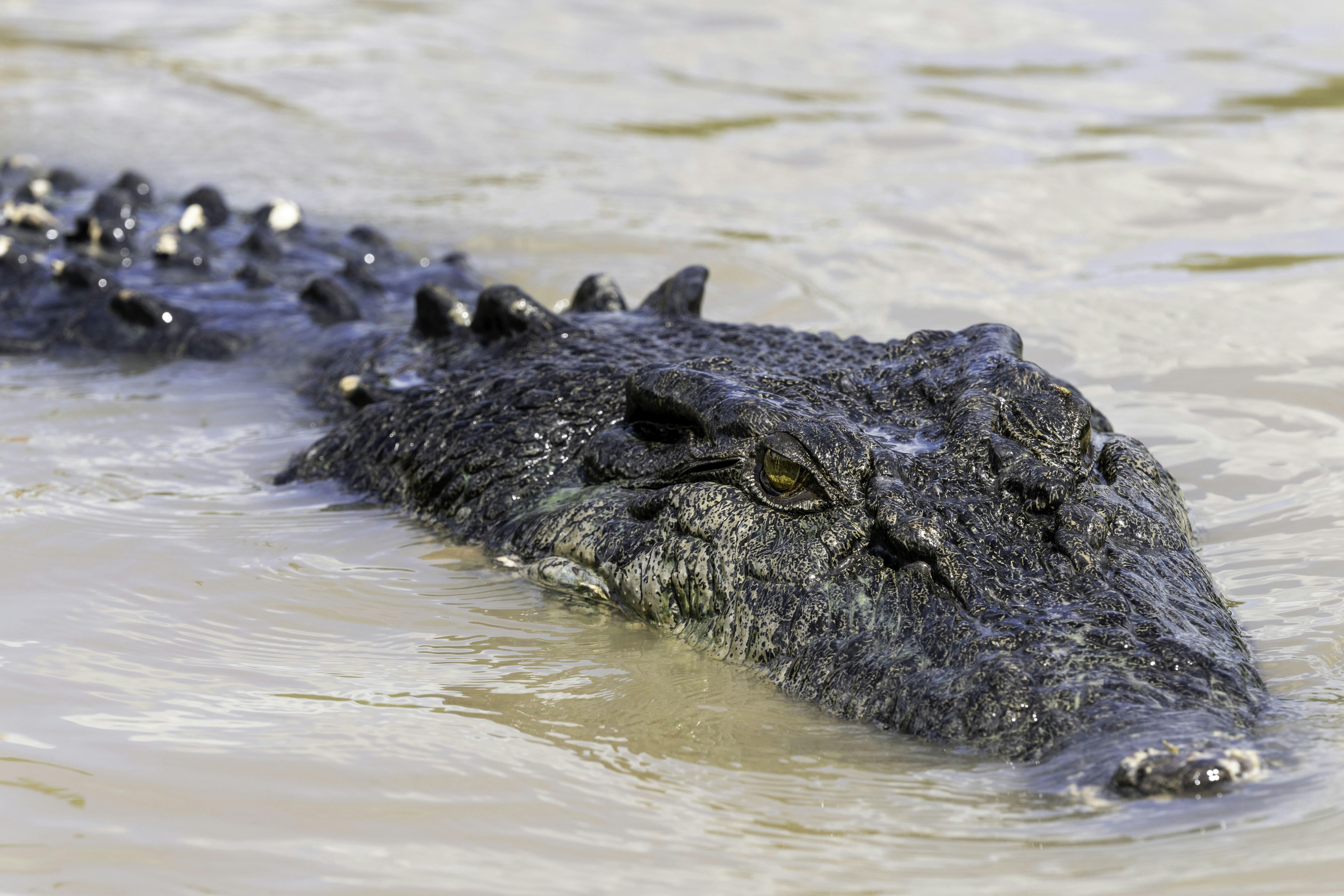 Up-close Crocodile Experience