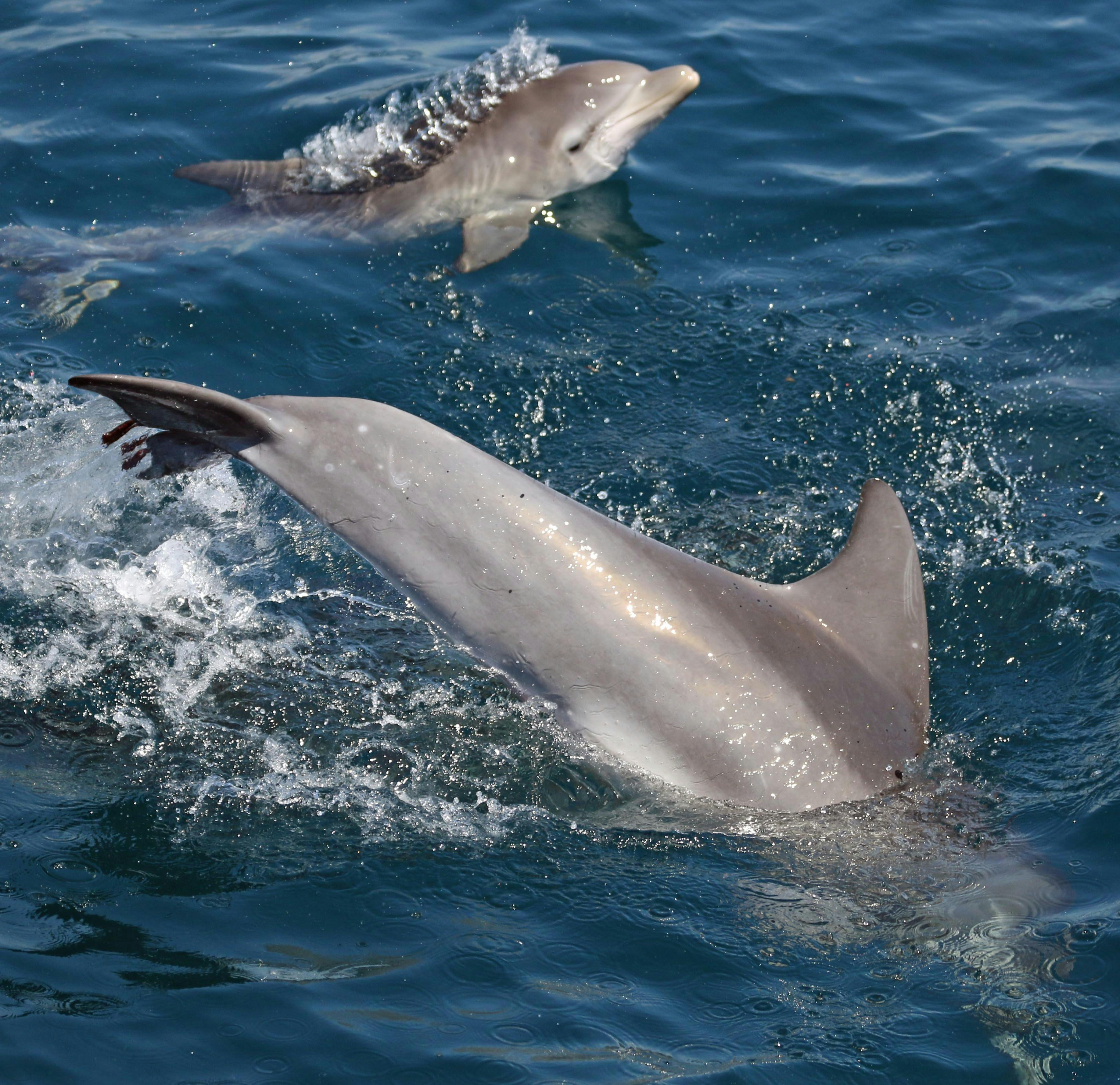 Bottlenose Dolphins Jervis Bay