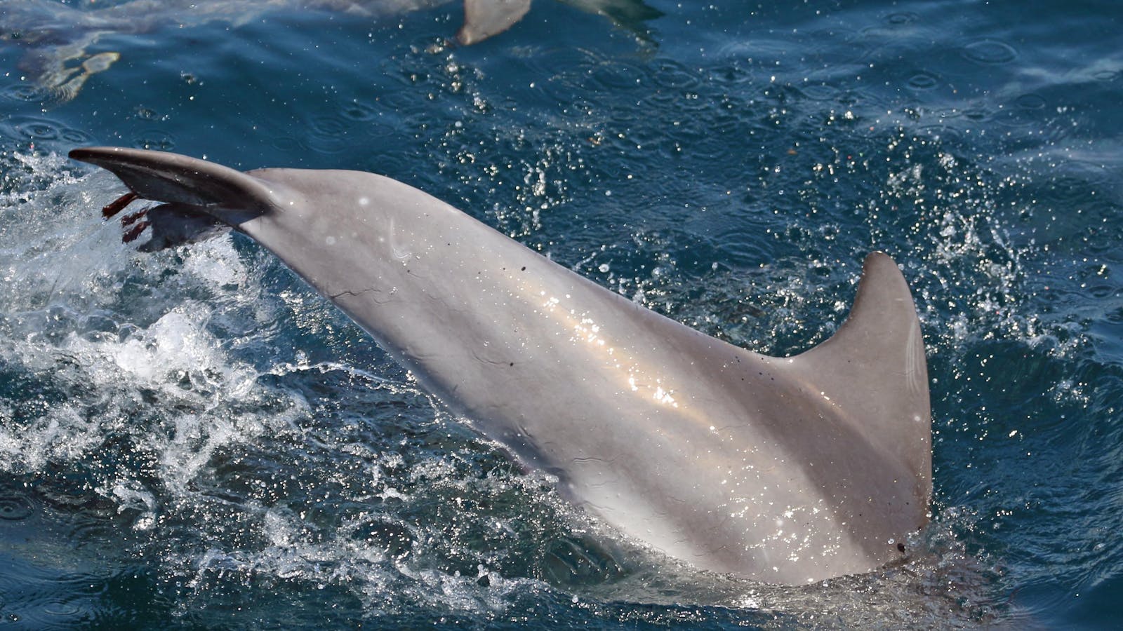 Bottlenose Dolphins Jervis Bay