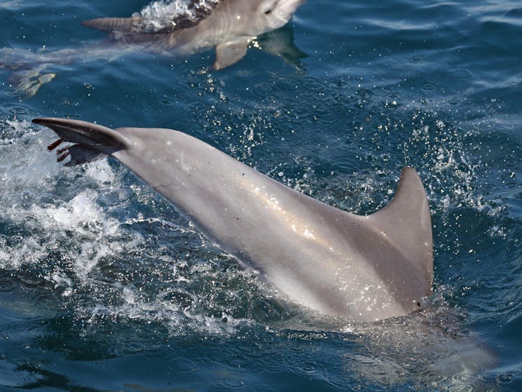 Bottlenose Dolphins Jervis Bay