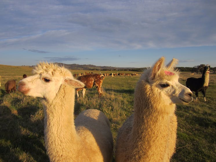 Breakfast with the Alpacas and Llamas | NSW Holidays & Accommodation