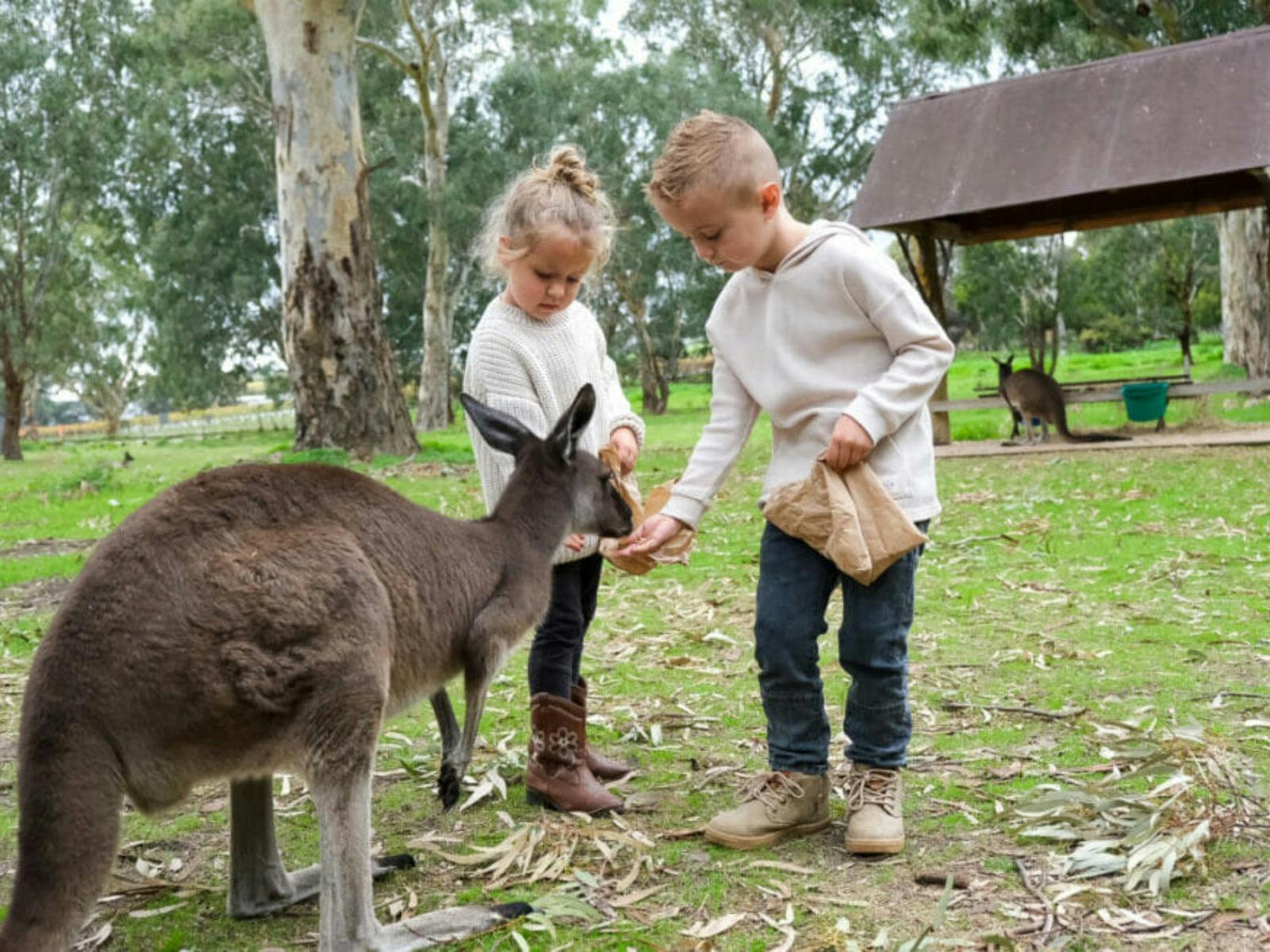 Feeding the animals