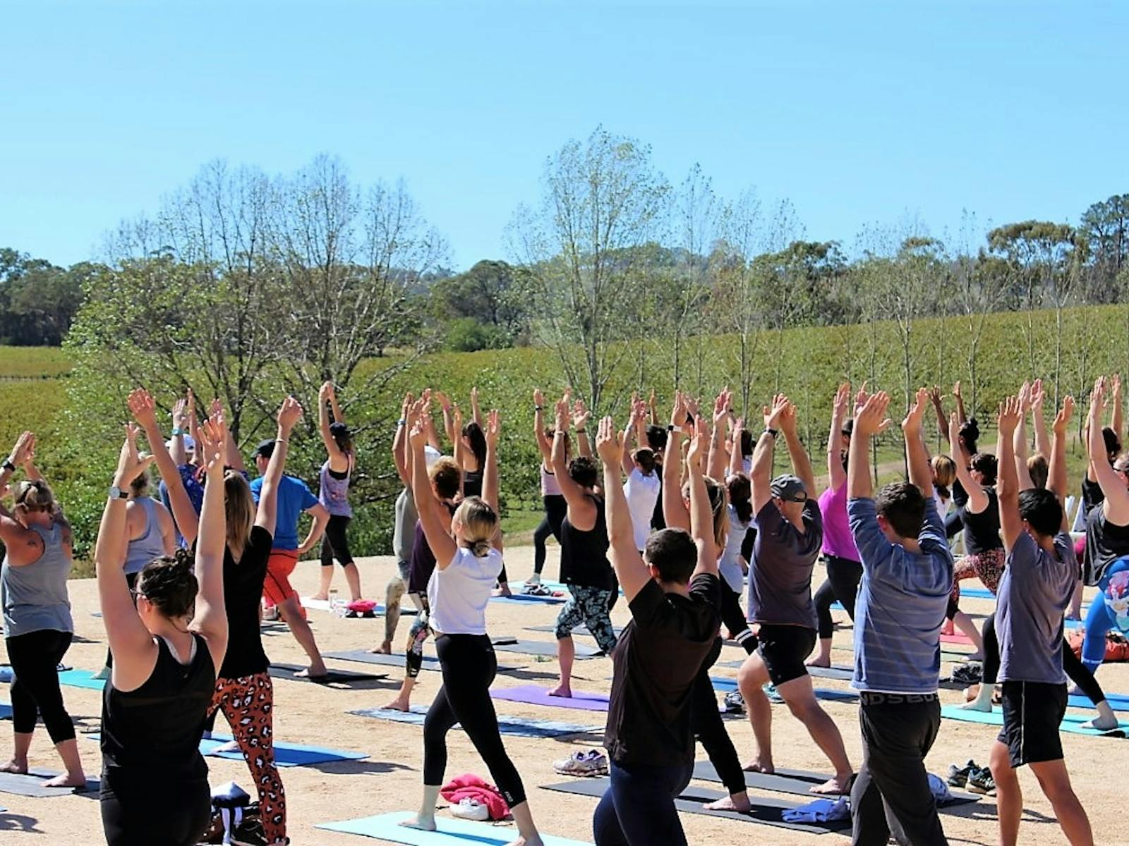 Image for Yoga in the Vines