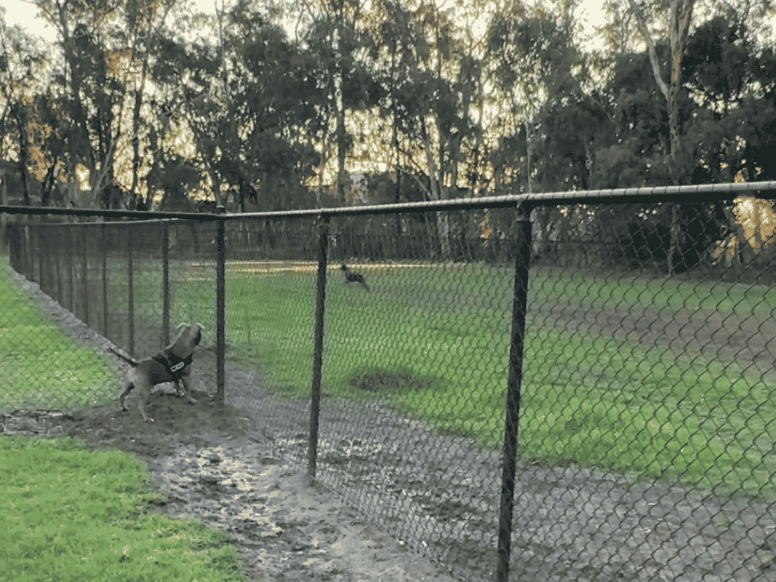 A dog in one  fenced dog park looks at a running dog in the neighbouring fenced area