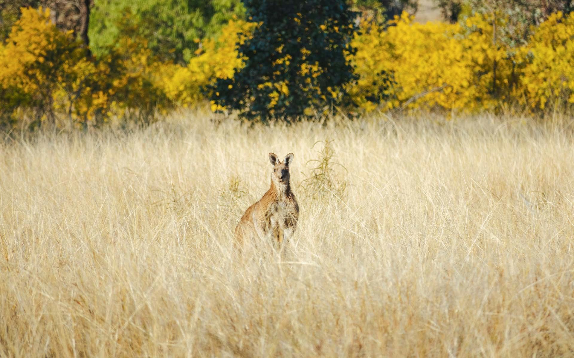 A kangaroo standing in tall grass