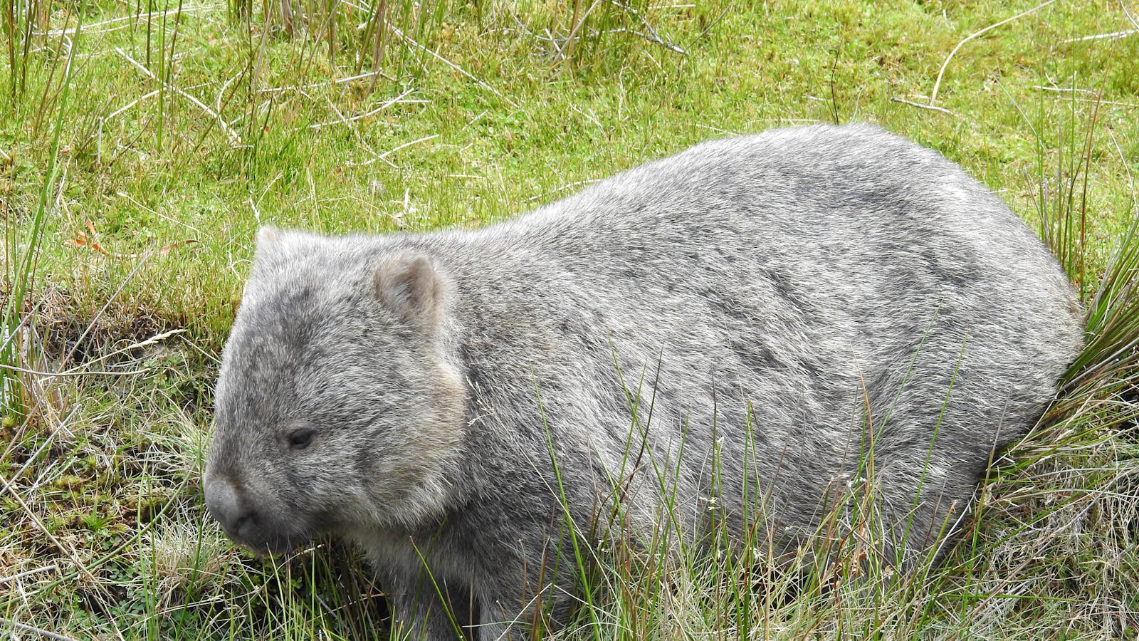 Common Wombat - Inala Nature Tours