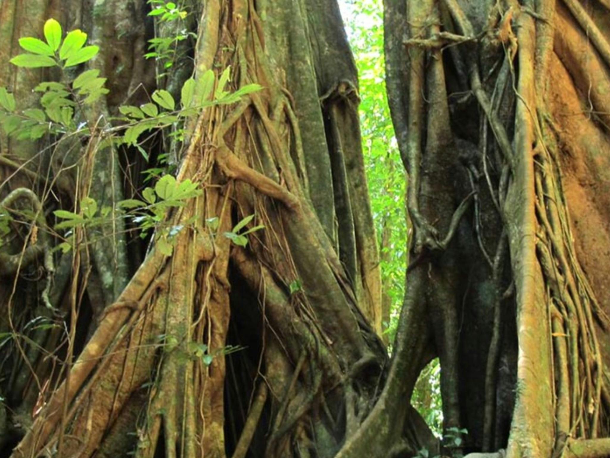 Daintree, Atherton Tablelands, Mossman Gorge & Dunk Island - 8 Day - Group-Guided