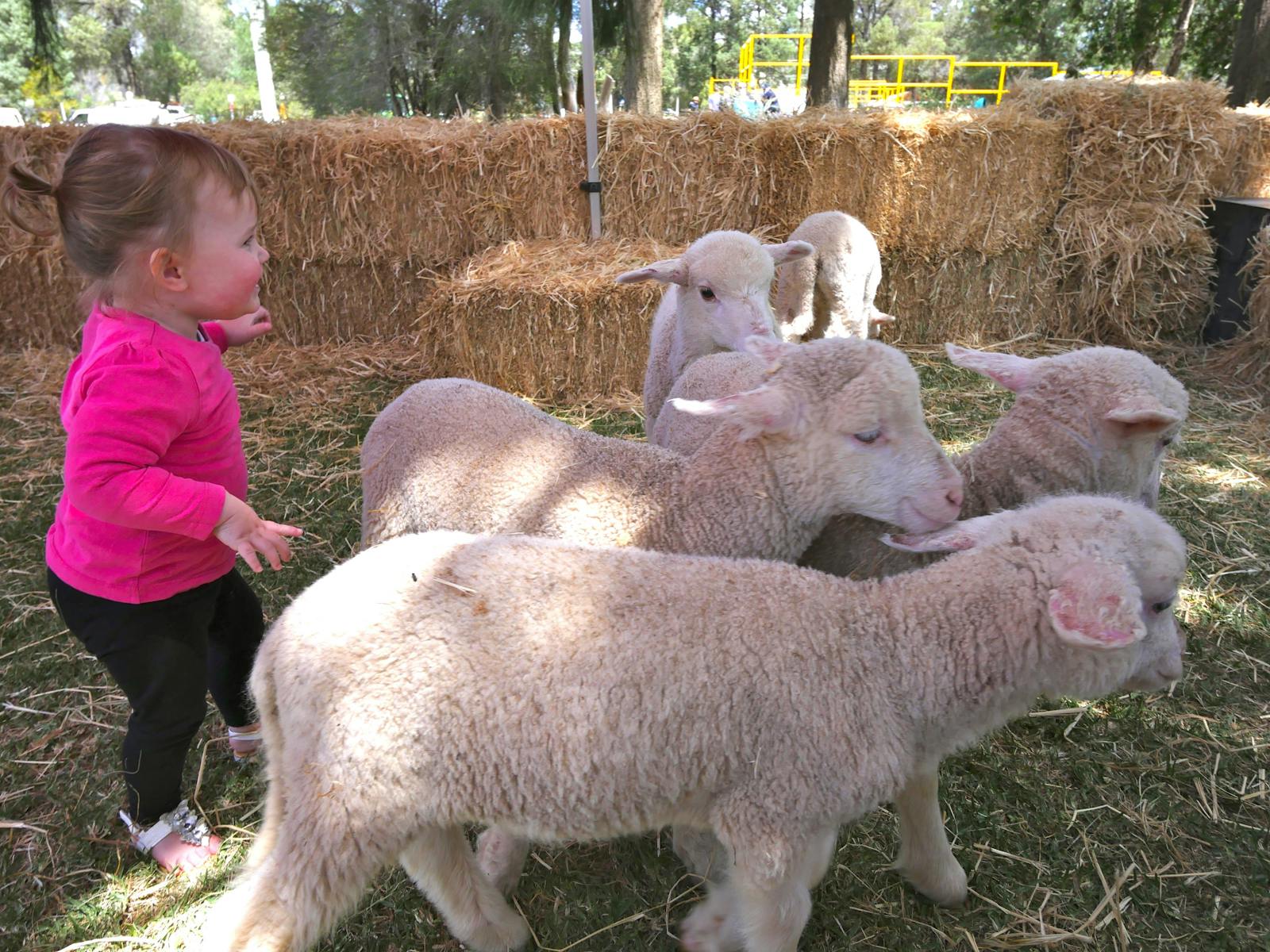 Image for Taste Coleambally- Food and Farm Festival