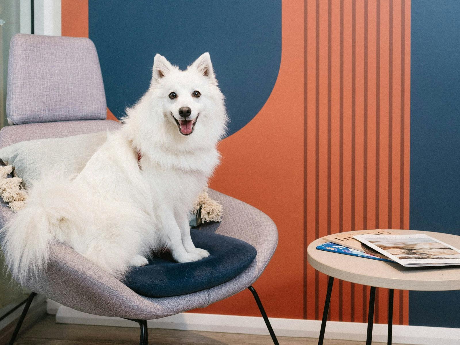 Comfort For You & Your Pets