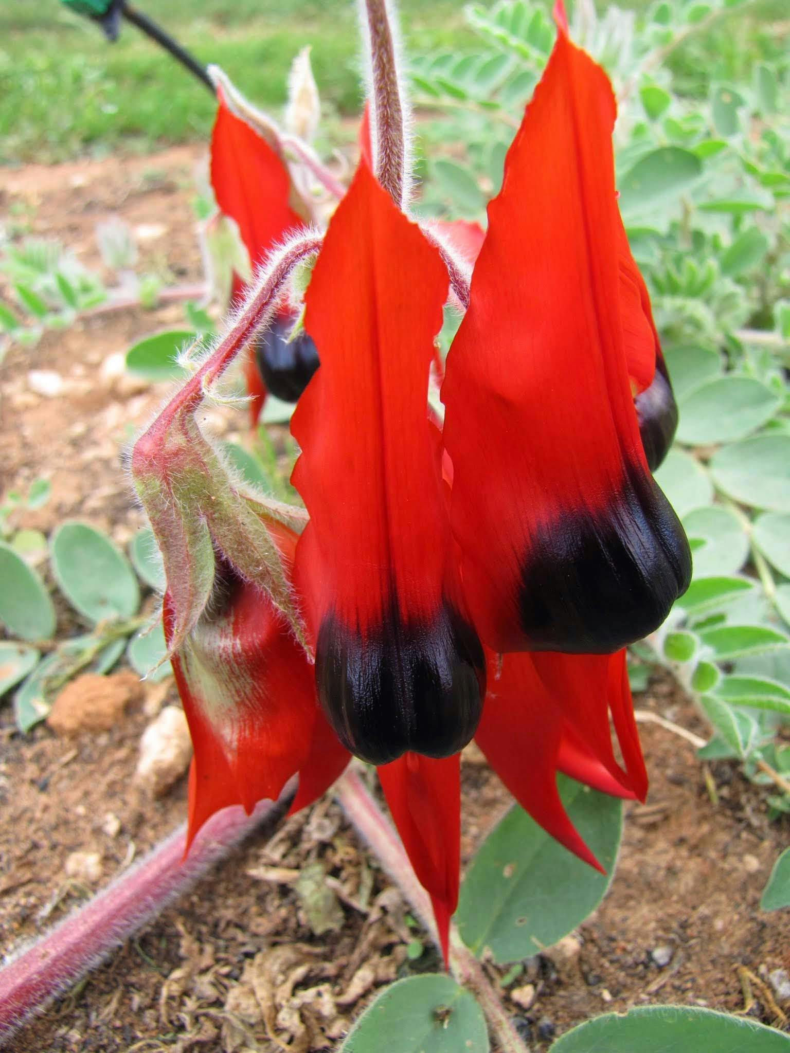 Mungo Outback and Conservation Journey