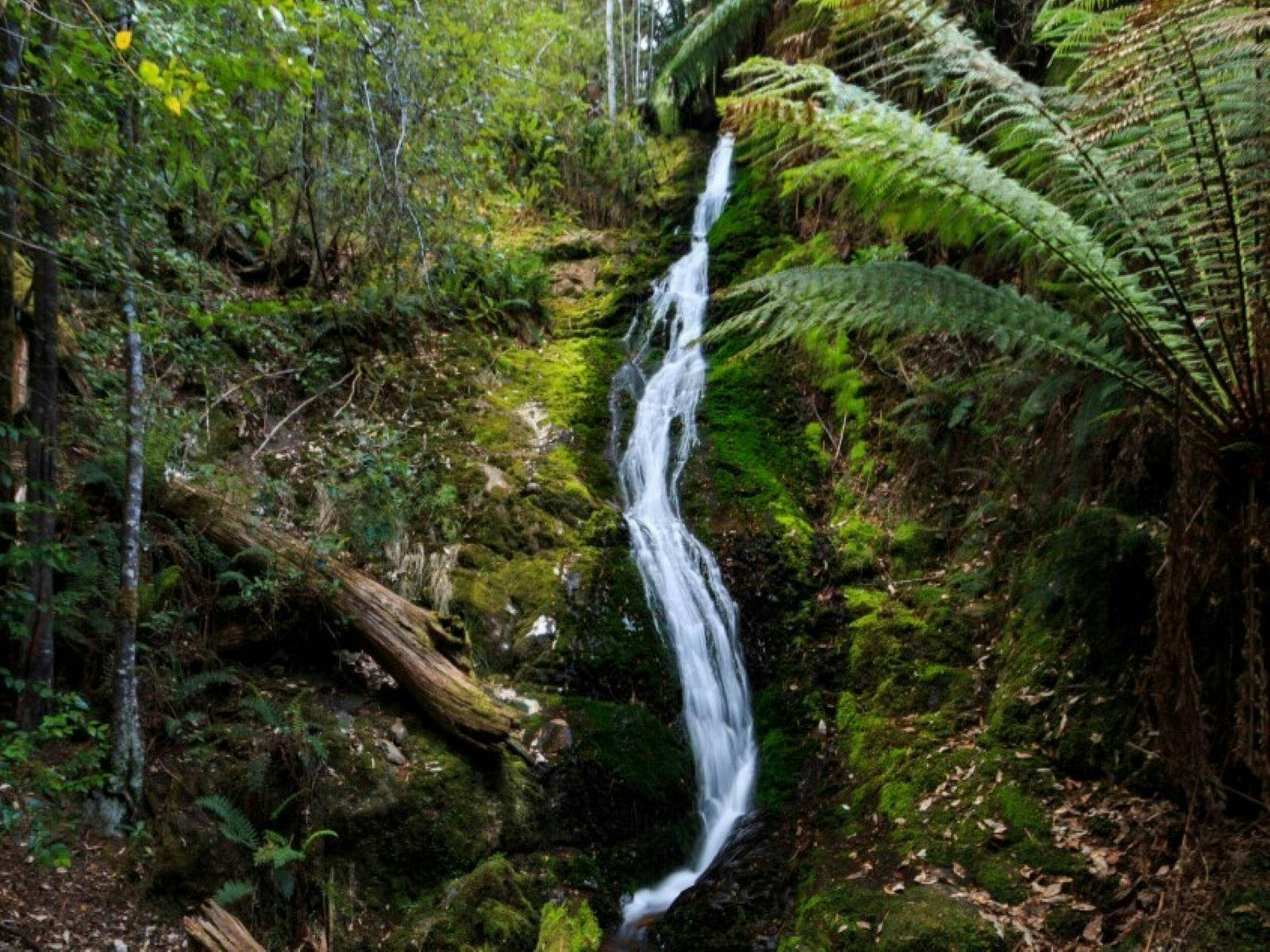 Evercreech Forest Reserve - Great Short Walk