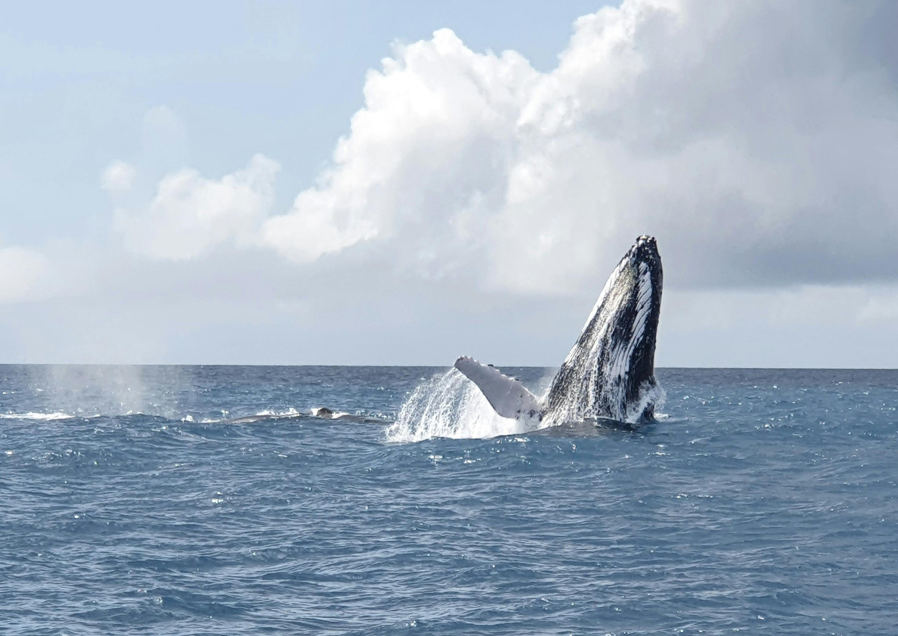 Keppel Konnections Whale Watching