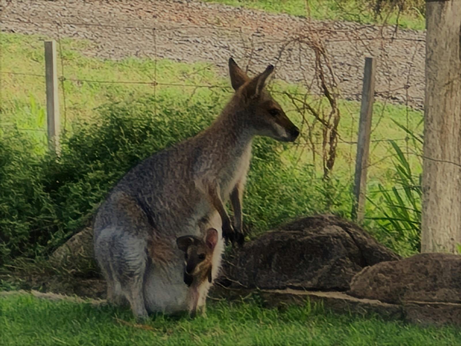 Joey in pouch visiting Gumnut Cottage - abundant fauna and Flora in Land For Wildlife