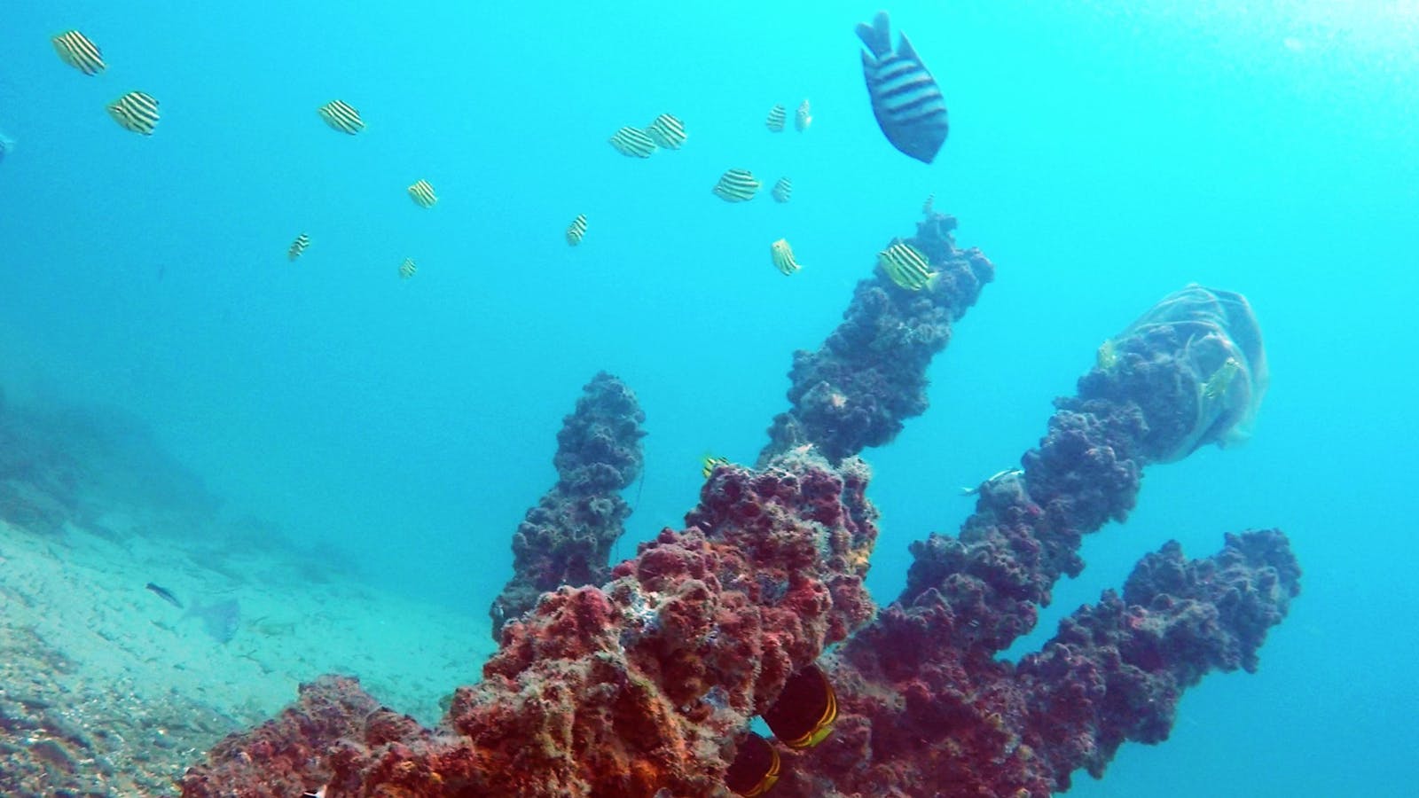 Scuba Diving Gold Coast