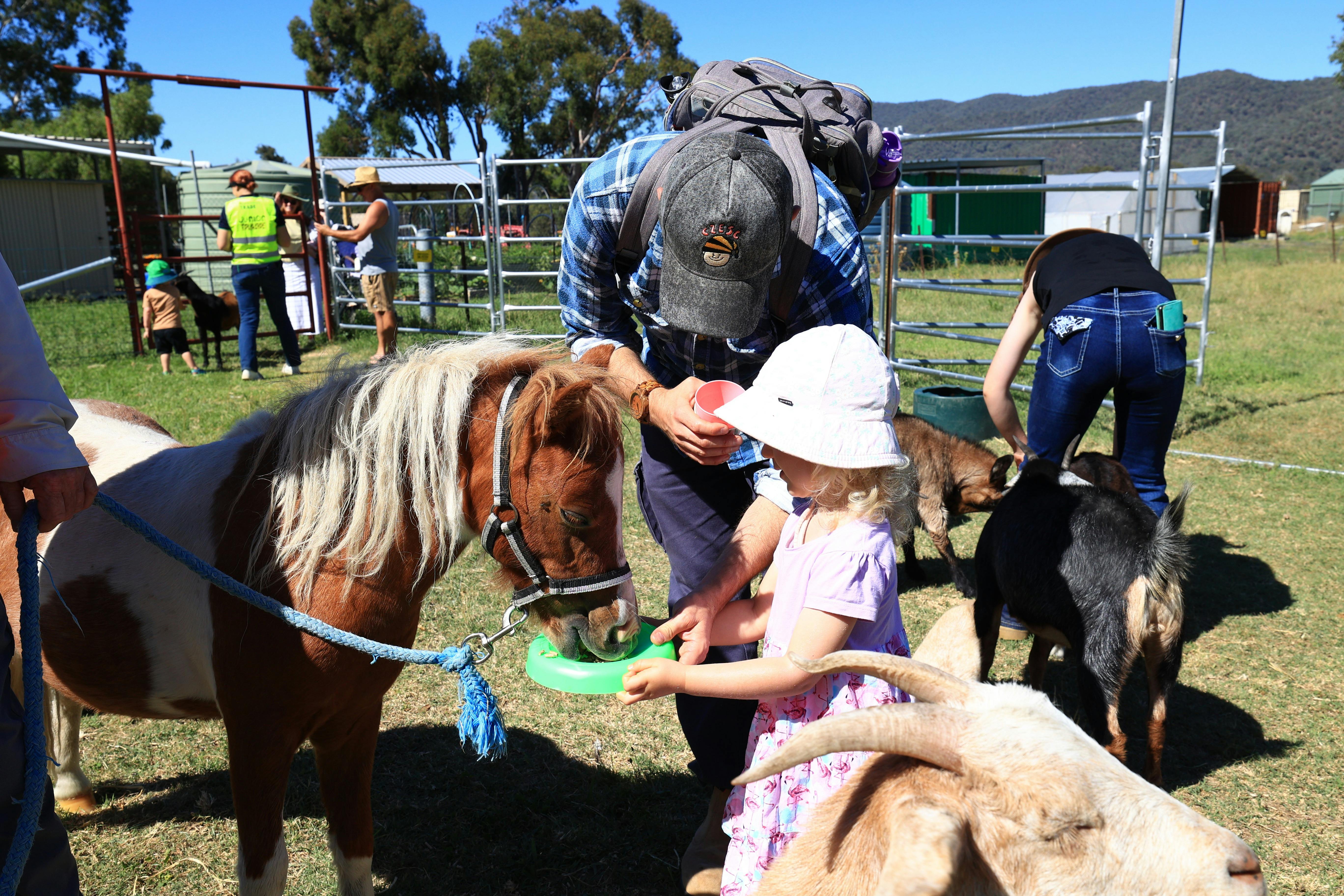 Girl feeding miniature pony