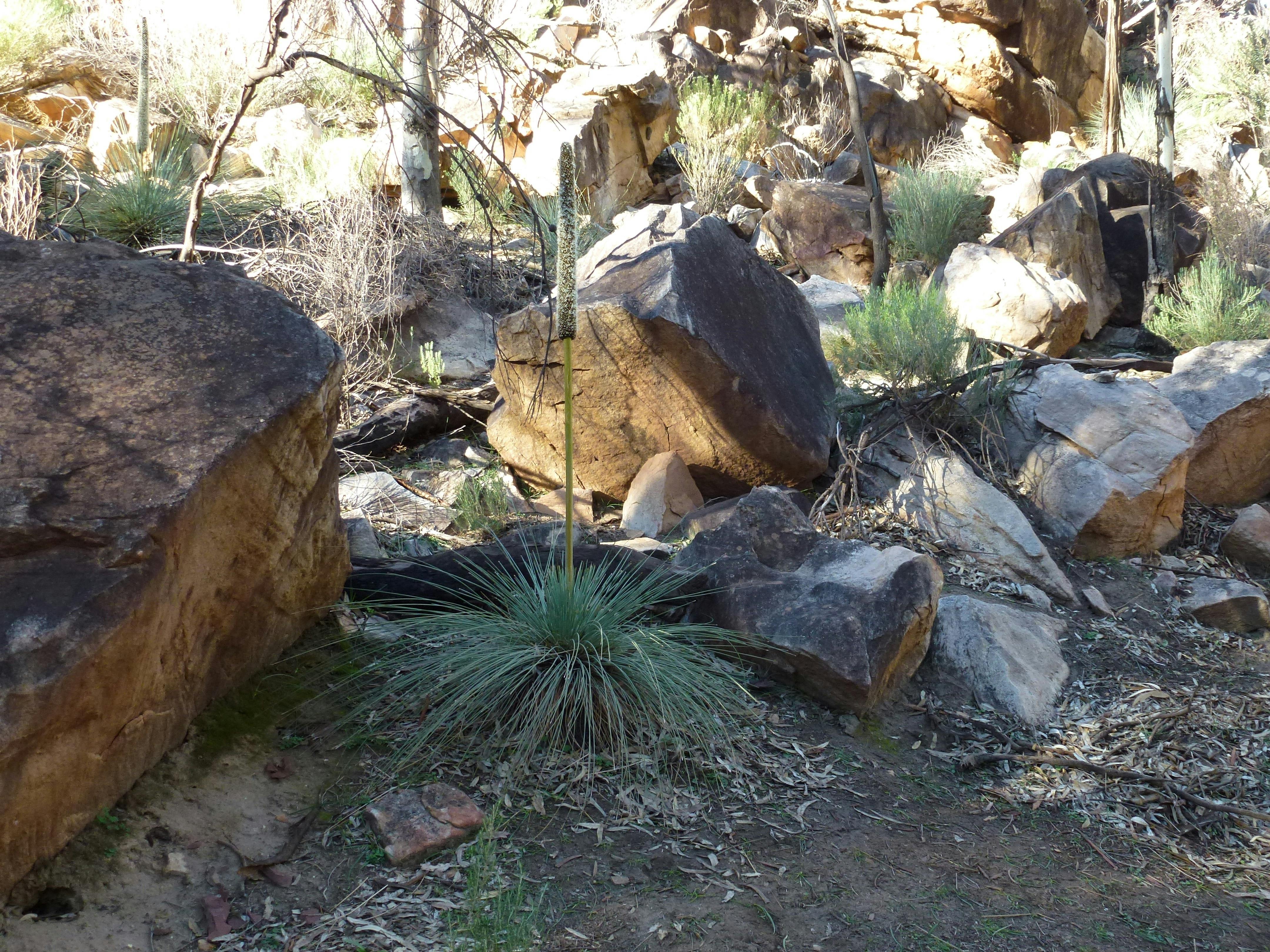 Flinders Ranges, South Australia