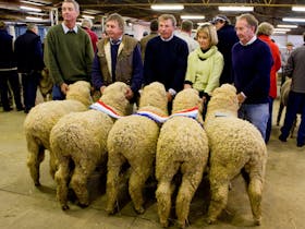 Hay Merino Sheep Show Cover Image