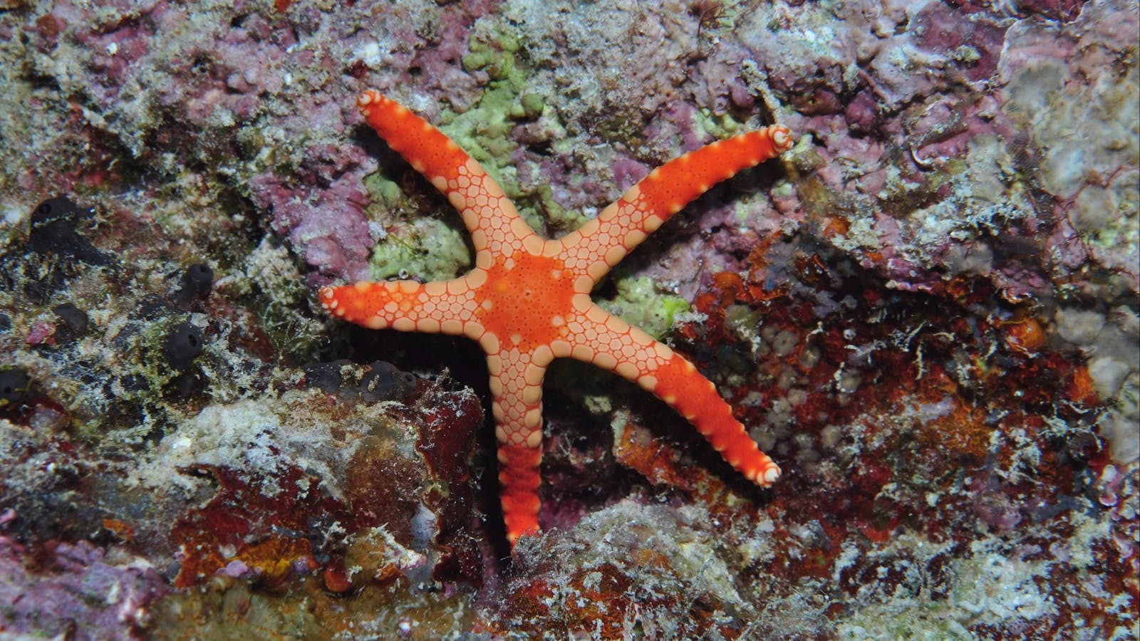 Keswick Island Dive Site