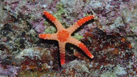 Keswick Island Dive Site