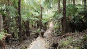 Upper Yarra Reservoir Park