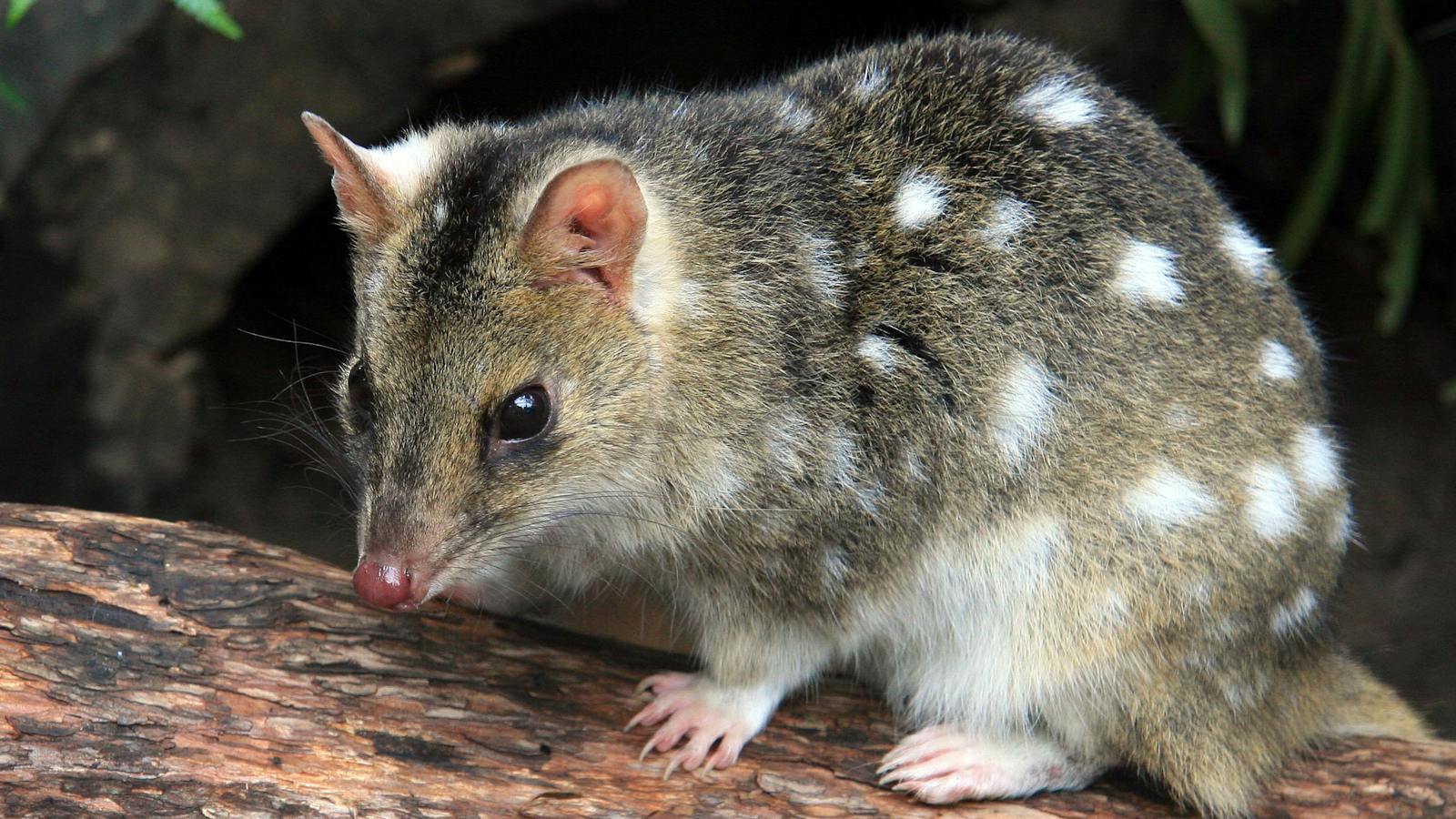 Spotted quoll at Moonlit Sanctuary
